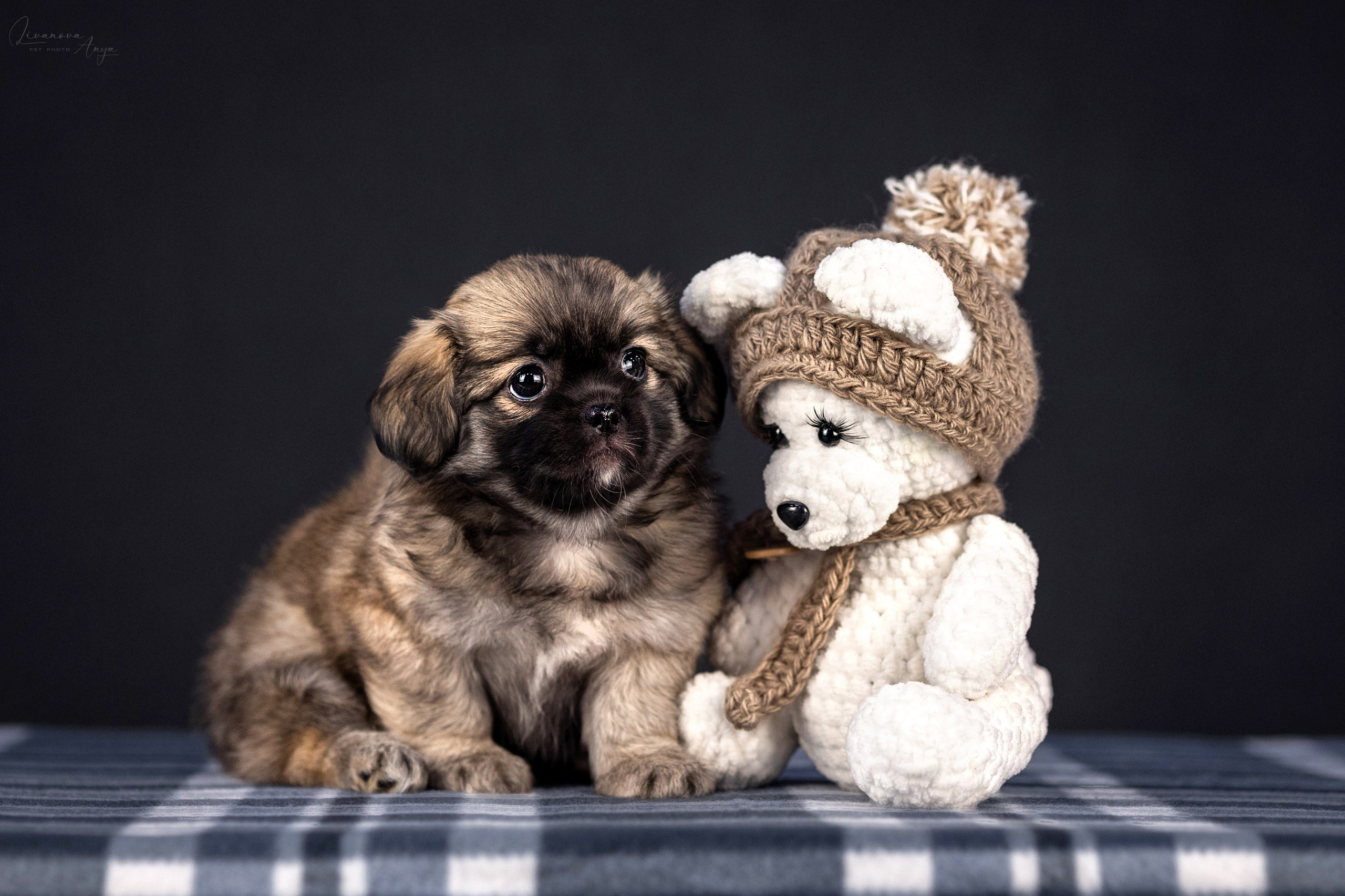 Тибетские спаниели. Фотограф анималист Аня Ливанова | Рыбинск