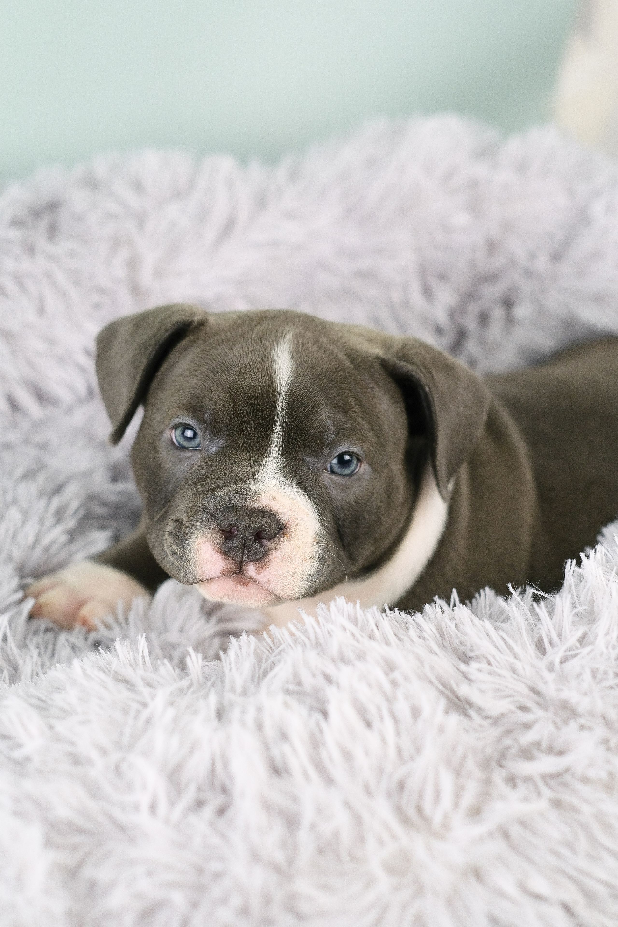 Американский Булли. Фотограф и видеограф анималист Аганина Дарья