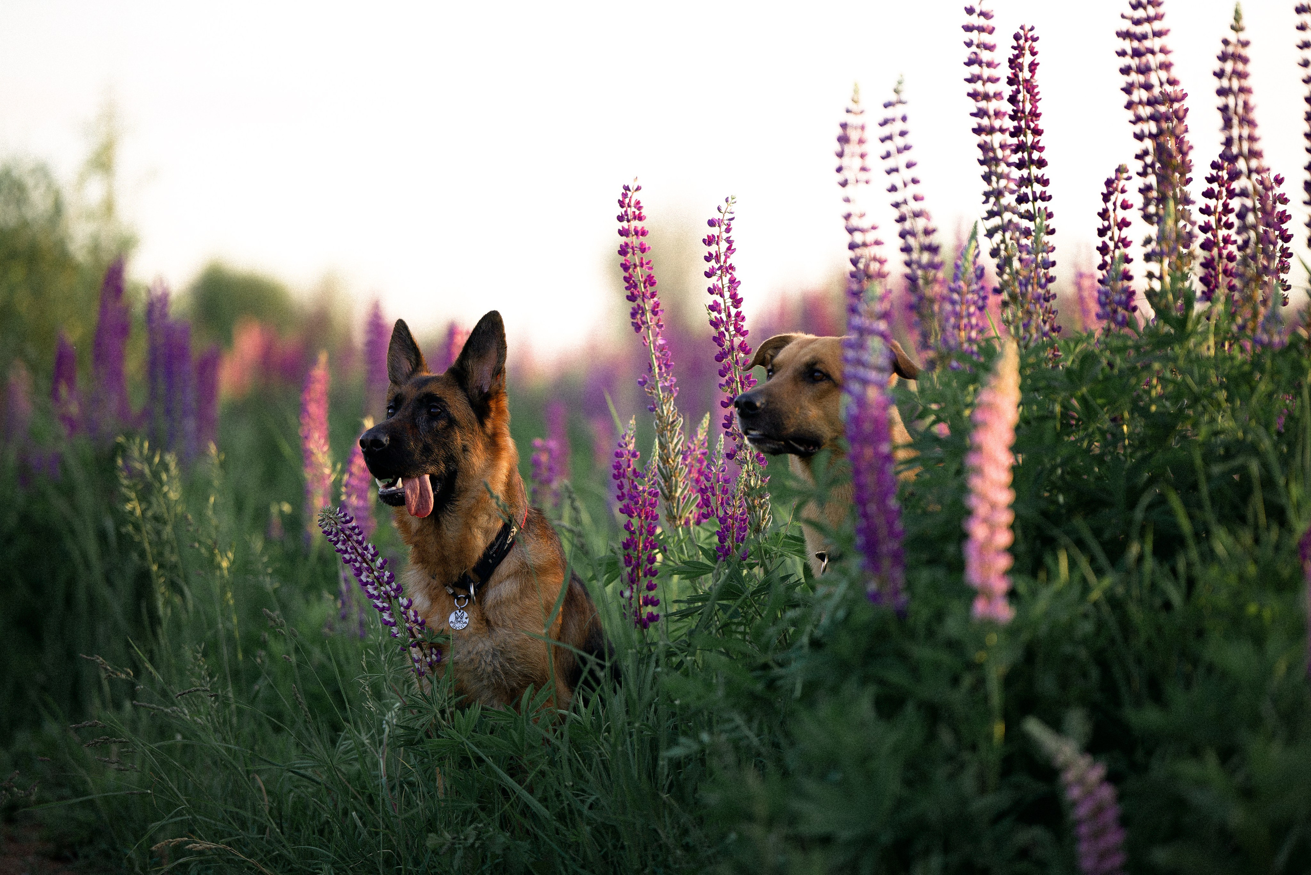 Тео и Гуччи. Фотограф и видеограф анималист Аганина Дарья