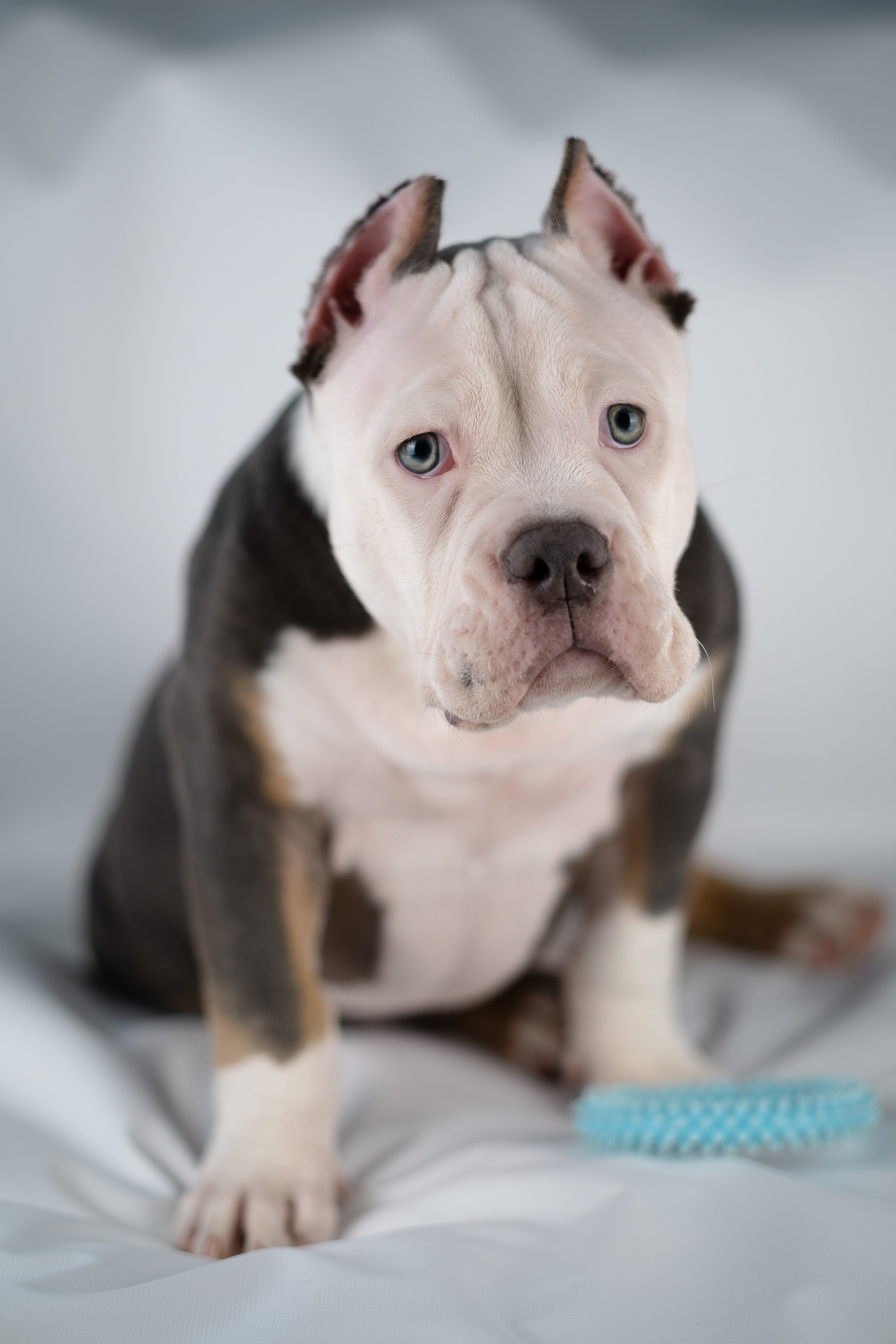 Зевс. Фотограф и видеограф анималист Аганина Дарья