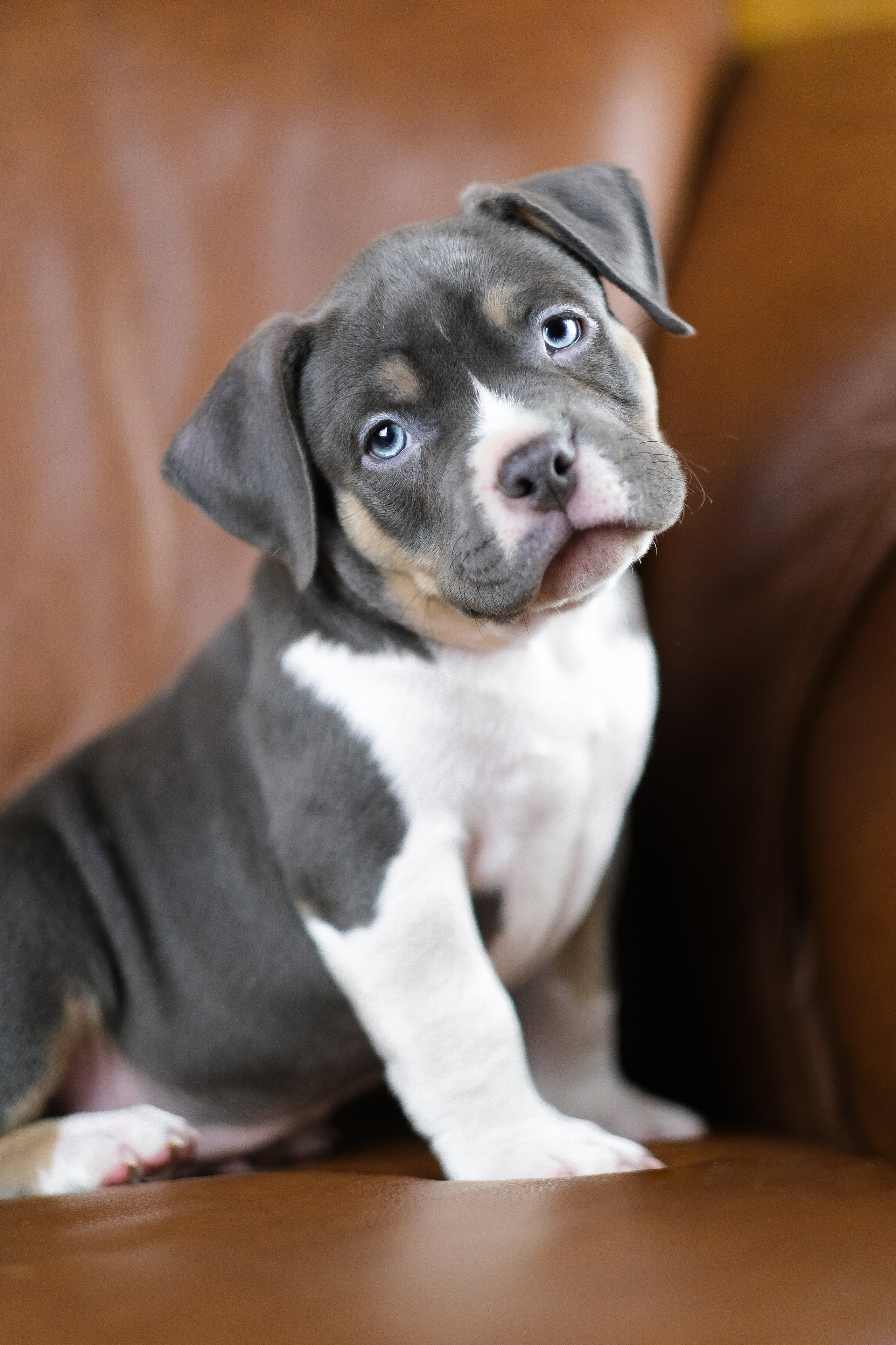 Американский Булли. Фотограф и видеограф анималист Аганина Дарья