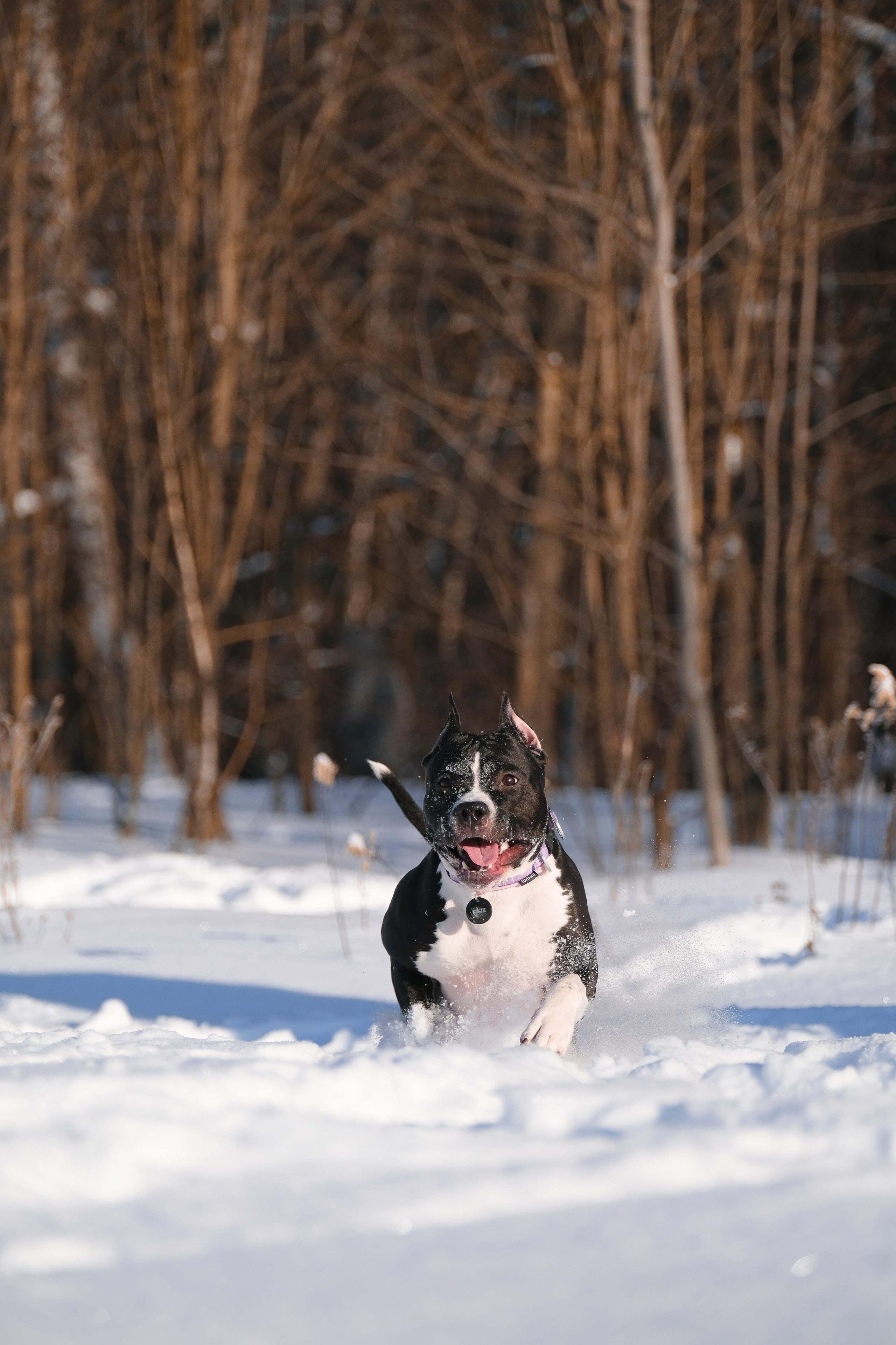 Баста и Эйгон. Фотограф и видеограф анималист Аганина Дарья