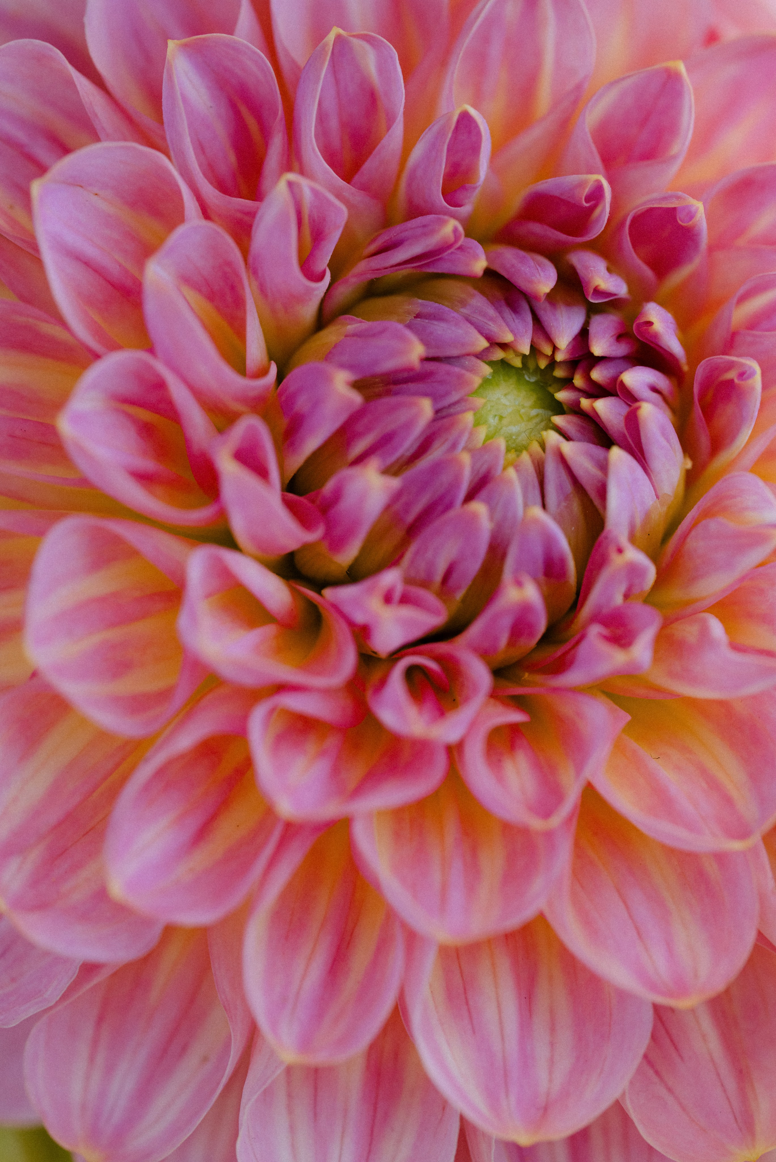 Free gorko. Фотограф в Санкт-Петербурге Евгений Перевалов