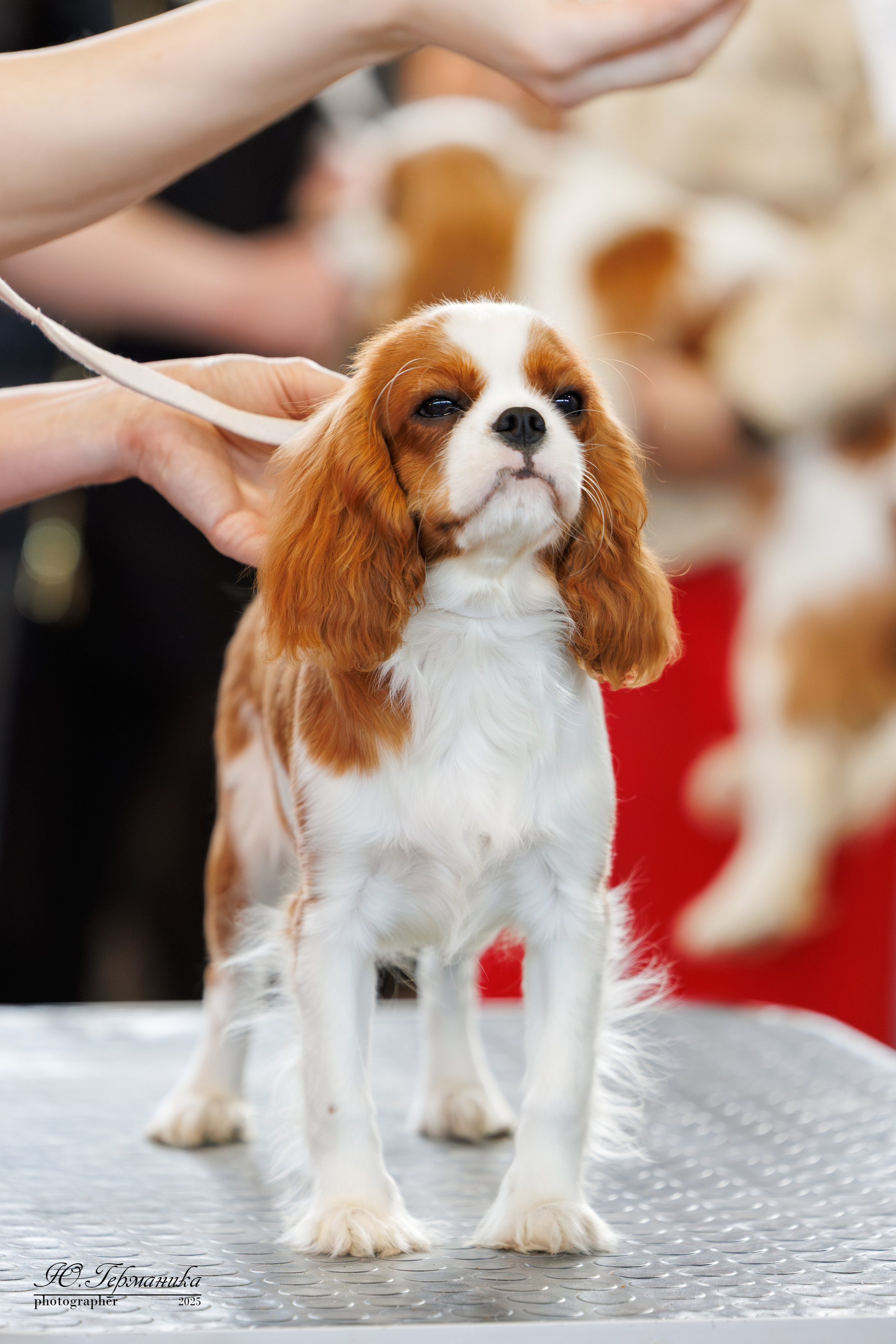 Тверь 12.04,Сфера 13.04,Сергиев Посад 19.04.2025. Фотограф-анималист Юлия Германика