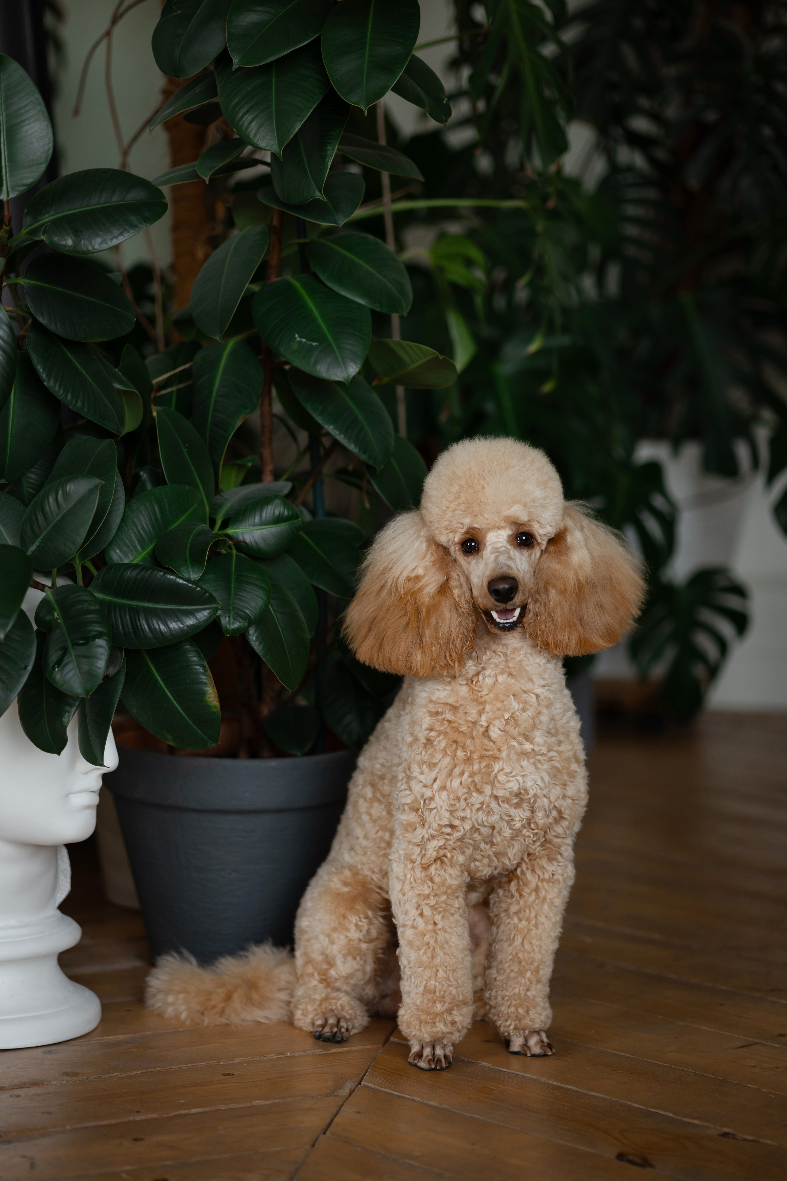 Фотосессия пуделя в студии. Фотограф-анималист в Краснодаре Маша Мельникова