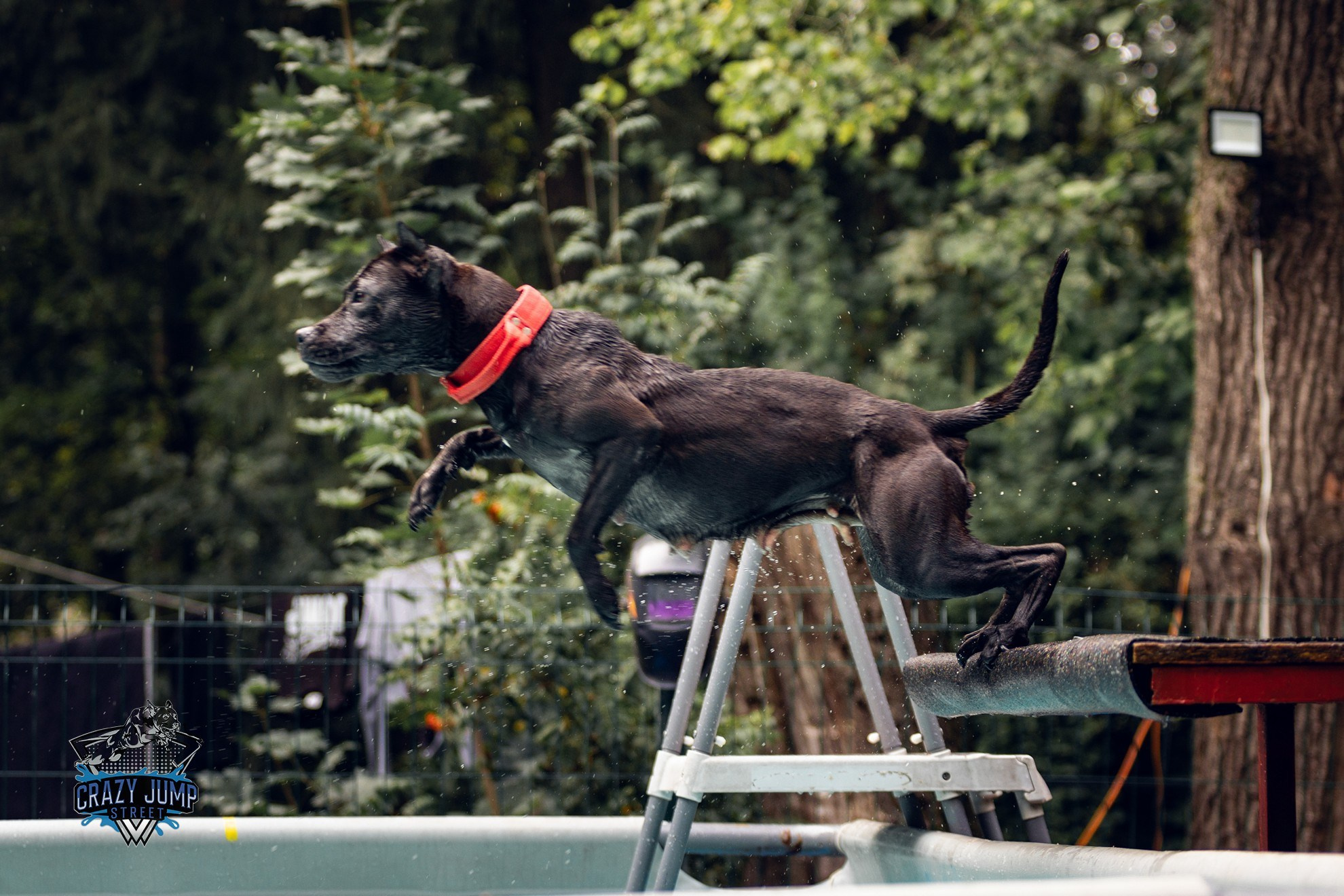 Собаки, спорт, Док дайвинг. Свадебный и репортажный фотограф в Москве и Московской области