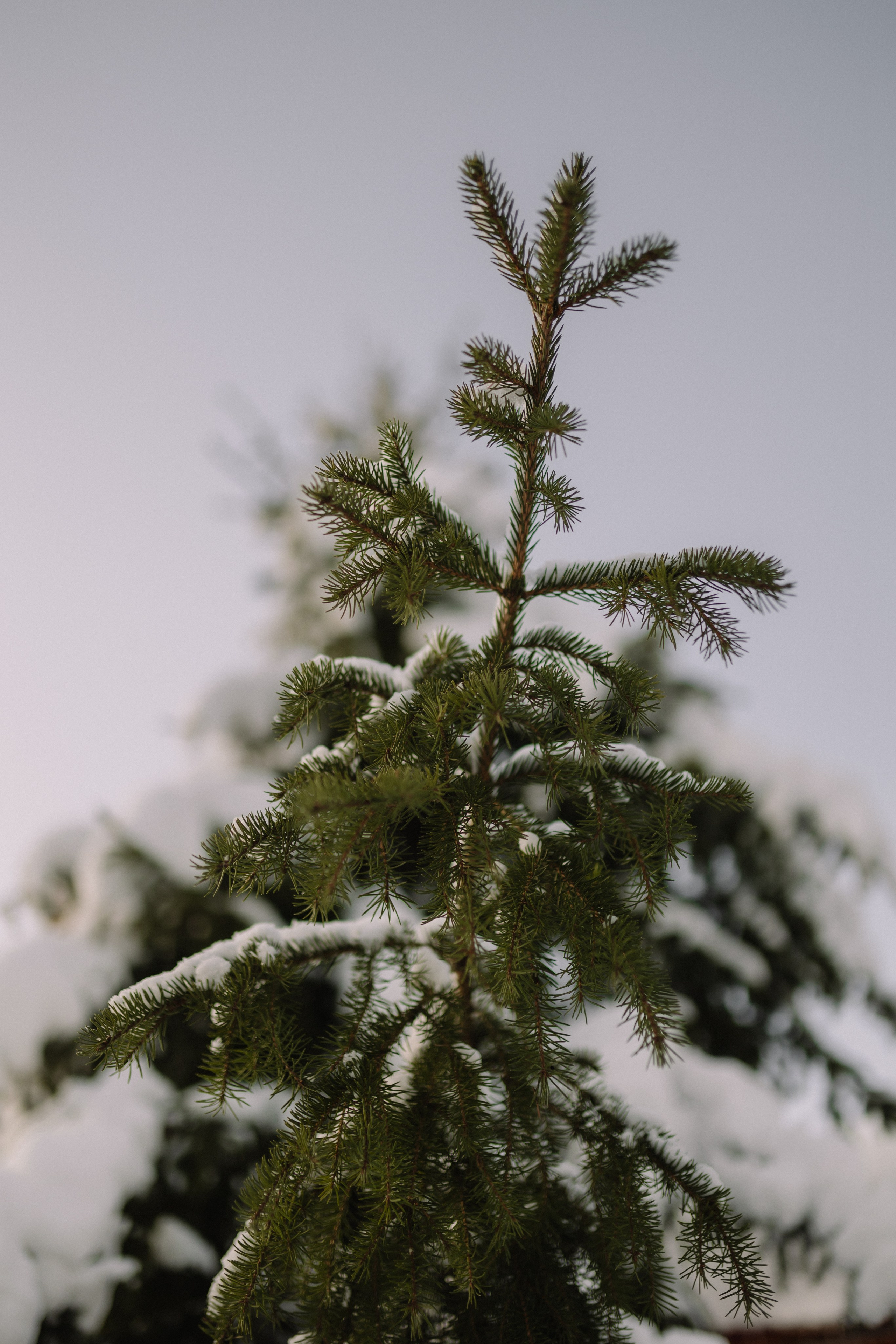 Зимняя прогулка за городом в Мурманске на фоне бескрайних заснеженных лесов.