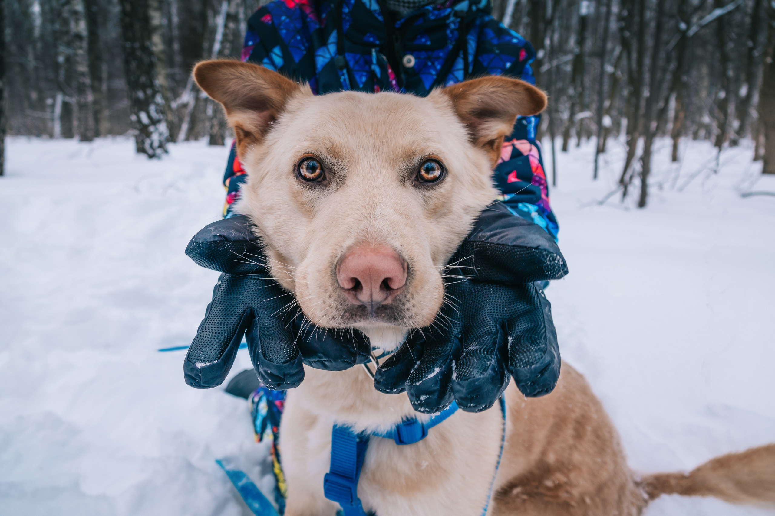Мокрые носы: Булка, Черни и Марк💔 #ищудом. Фотограф-анималист в Москве Юлия Лайхо