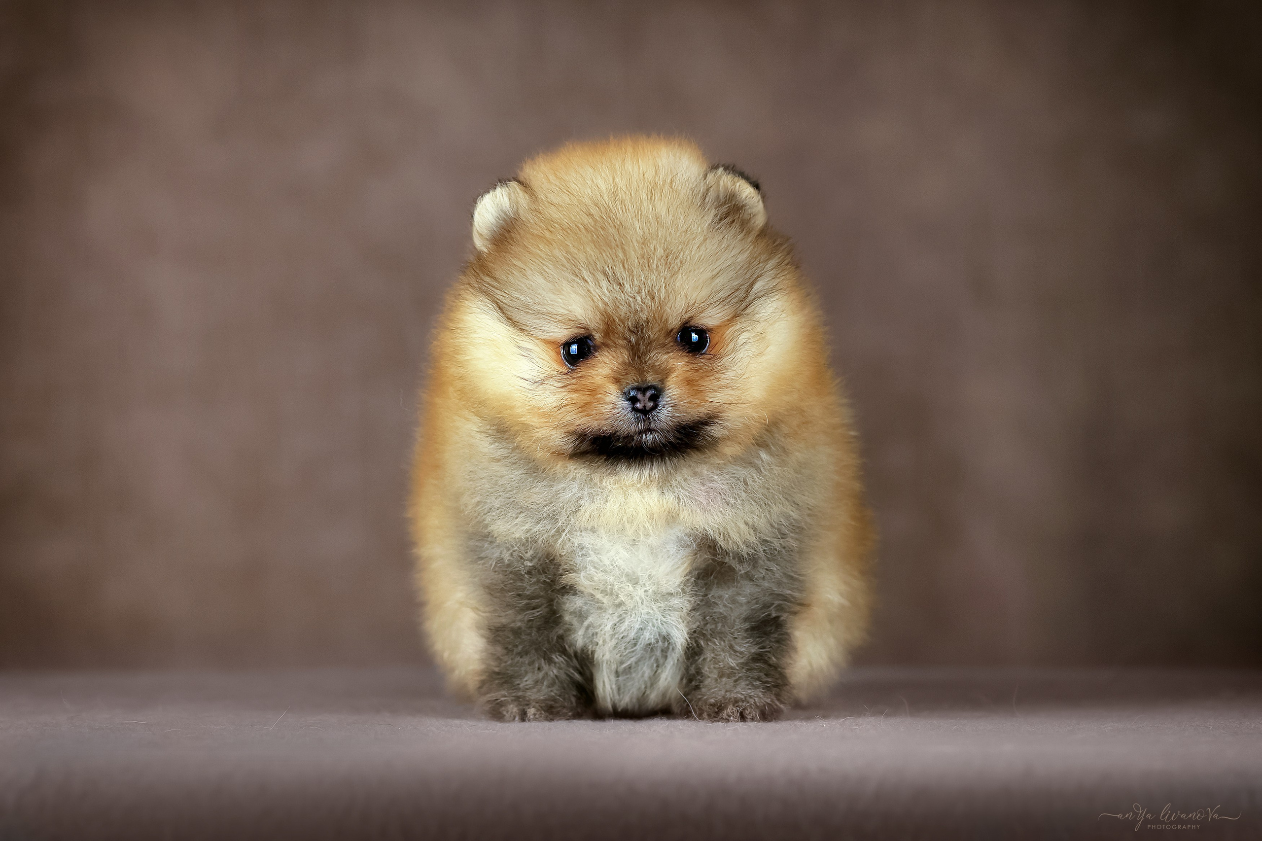 Шпицули. Фотограф анималист Аня Ливанова | Рыбинск