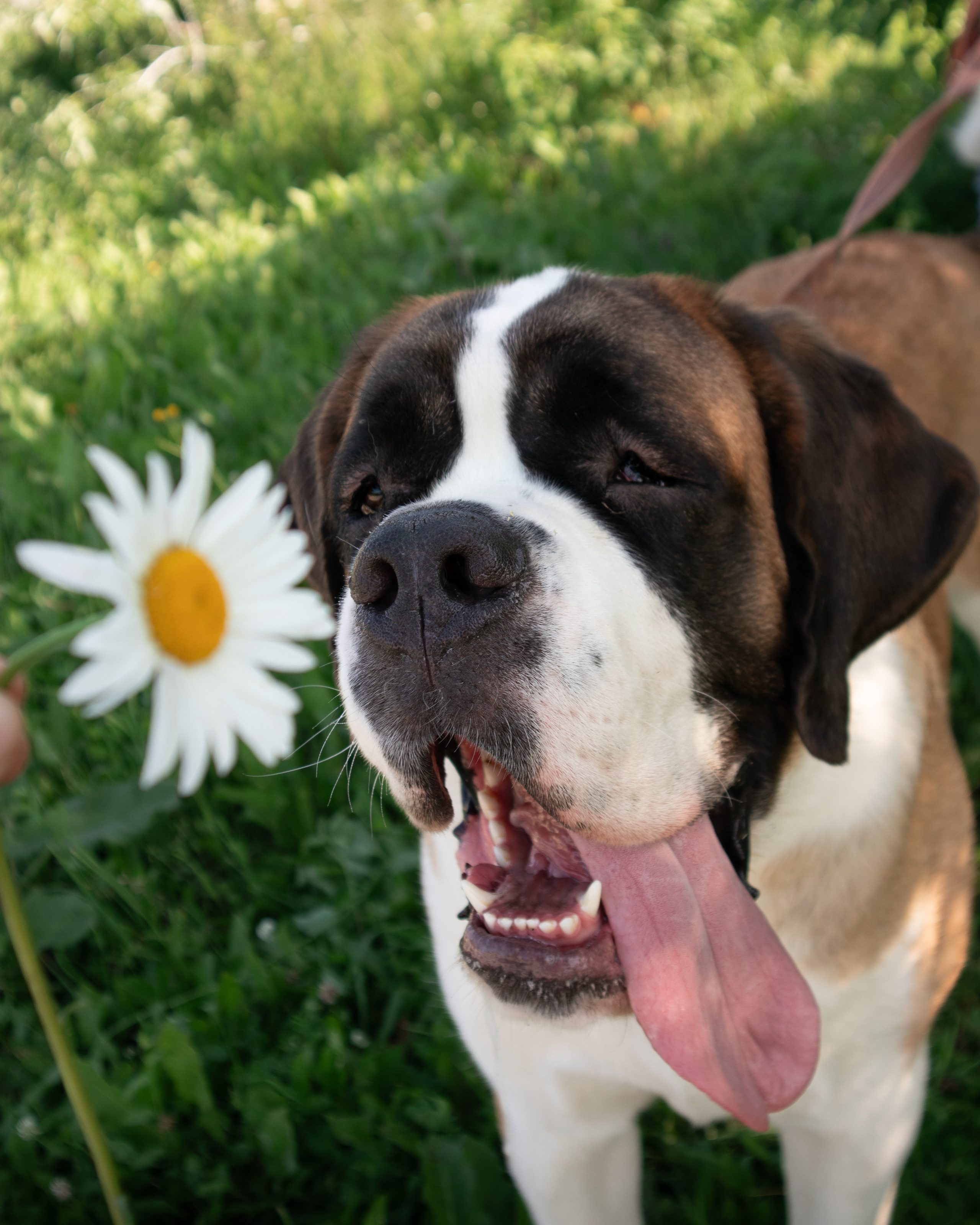 С животными. Фотограф Новосибирск, Академгородок, Бердск — Айна