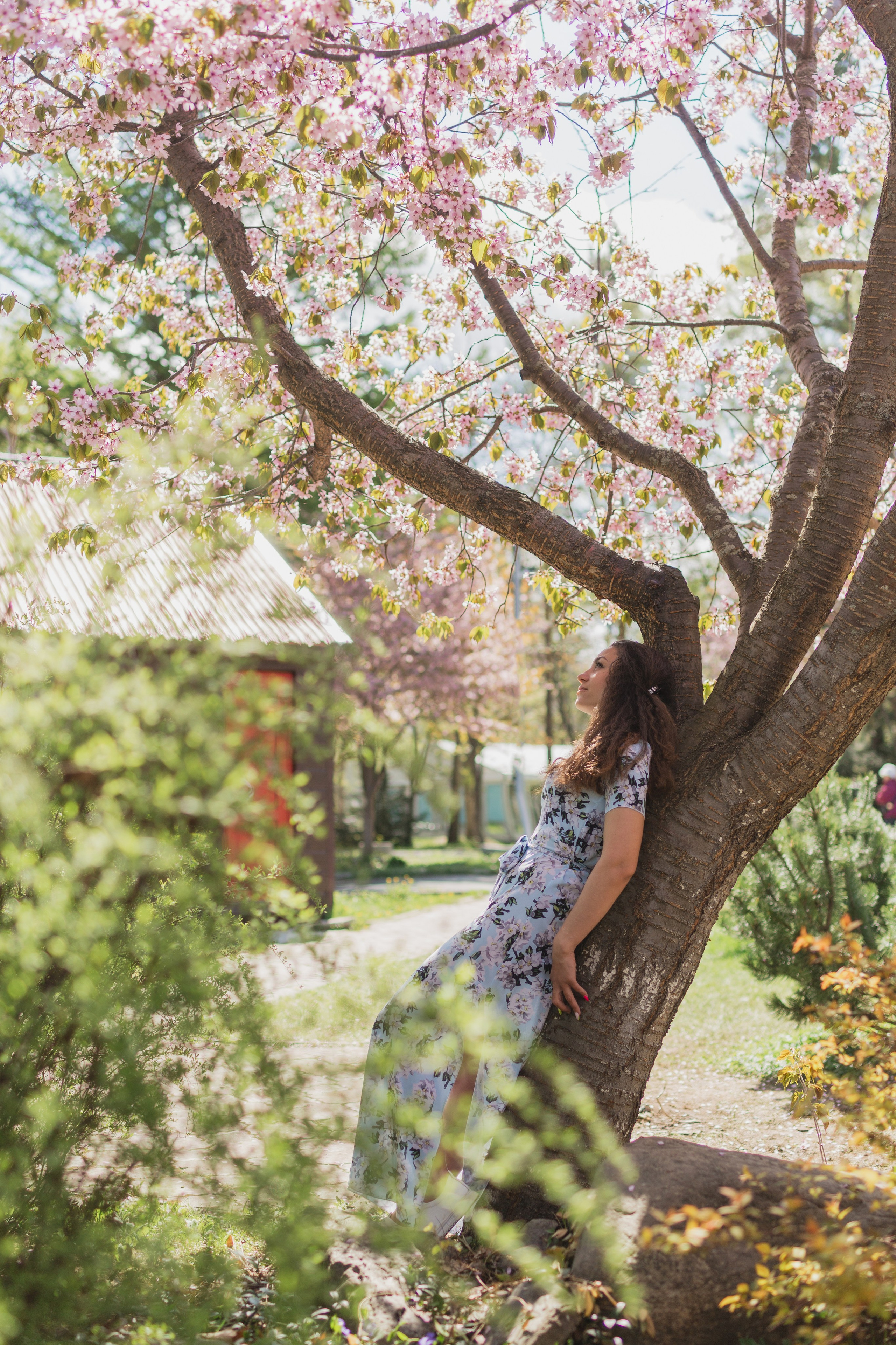 Настя и сакура. Фотограф Южно-Сахалинск