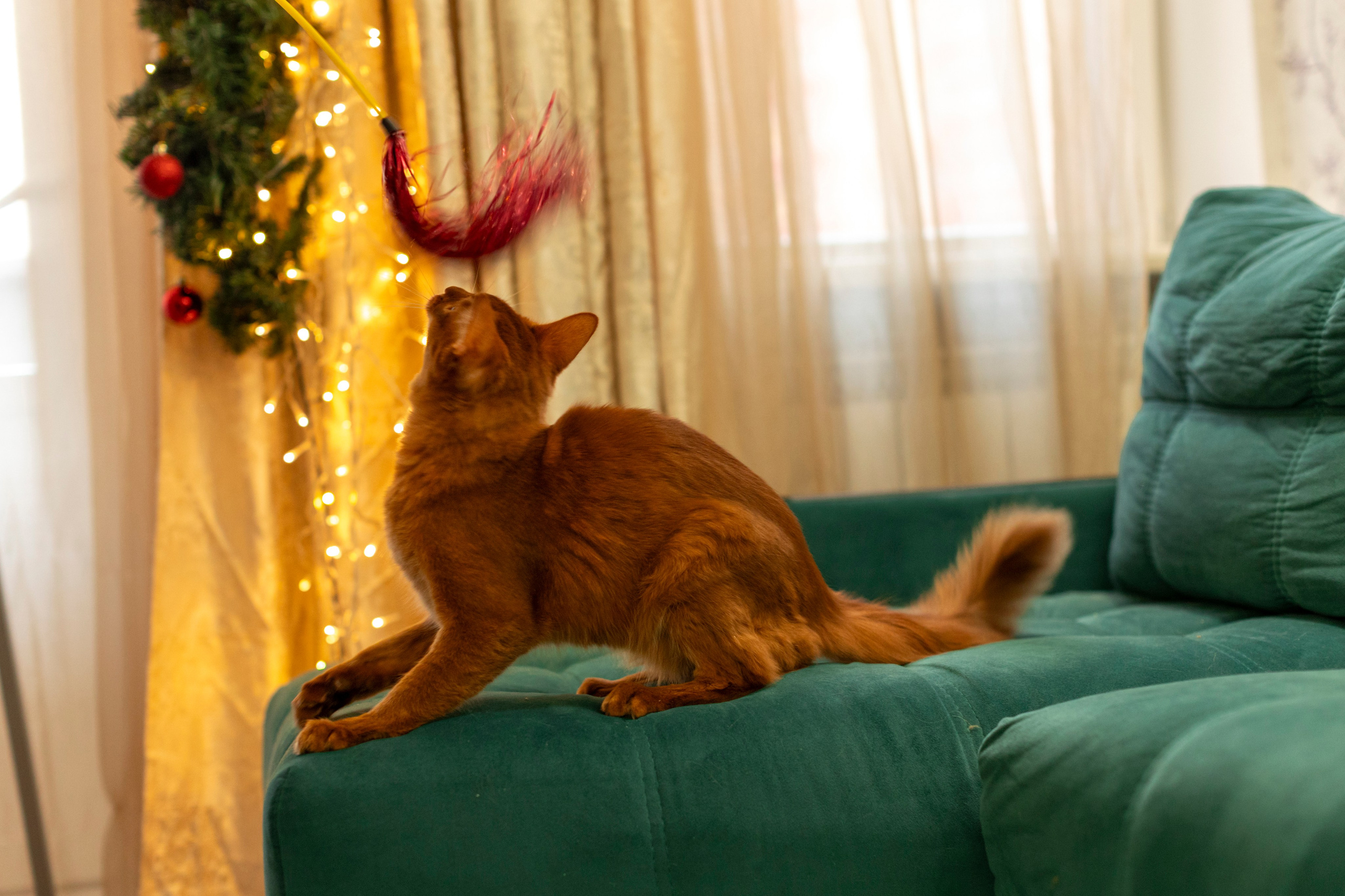 Сомали. Art my Pho