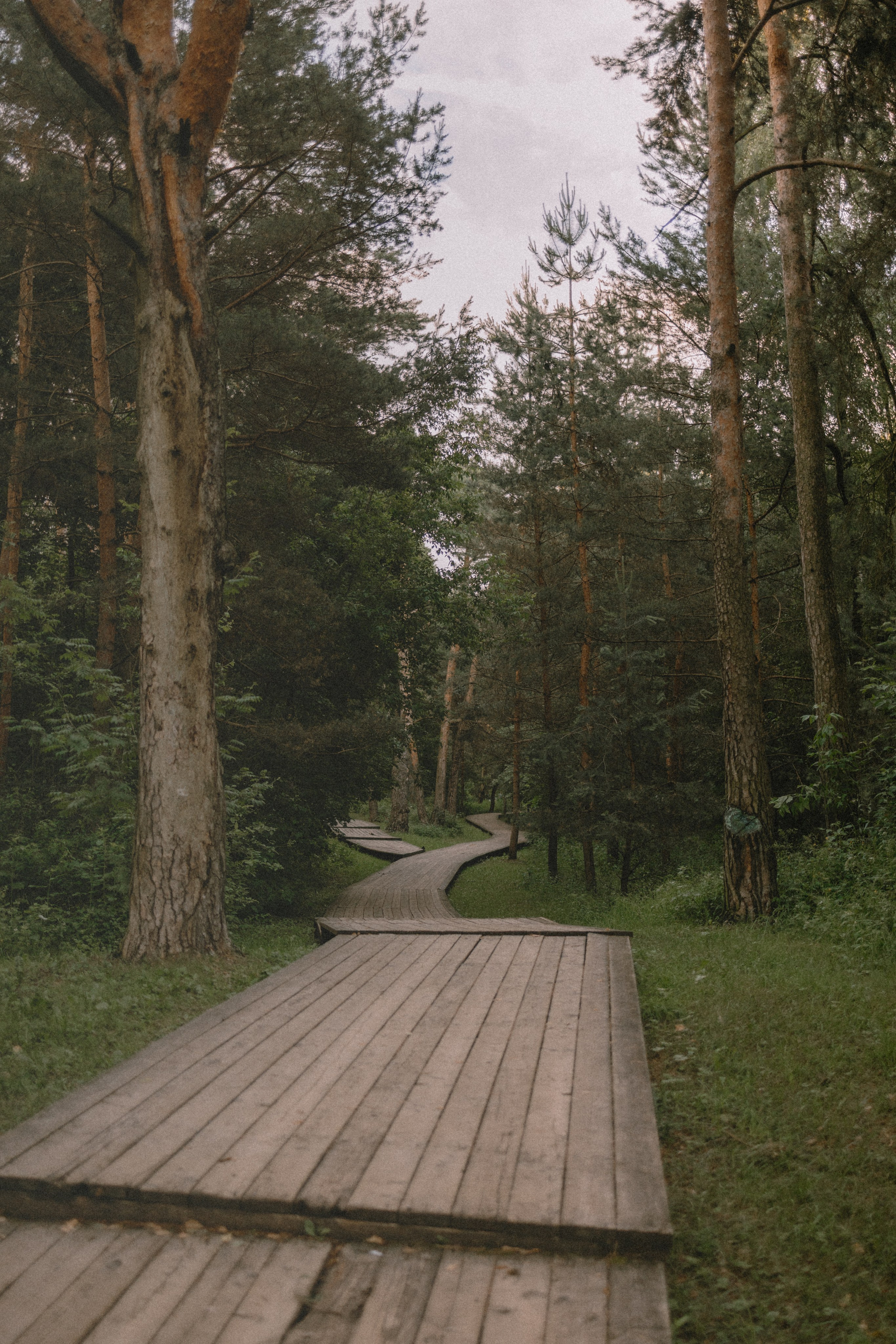 Лес в закатных лучах. Фотограф Анастасия Бобылева, Москва и Московская область