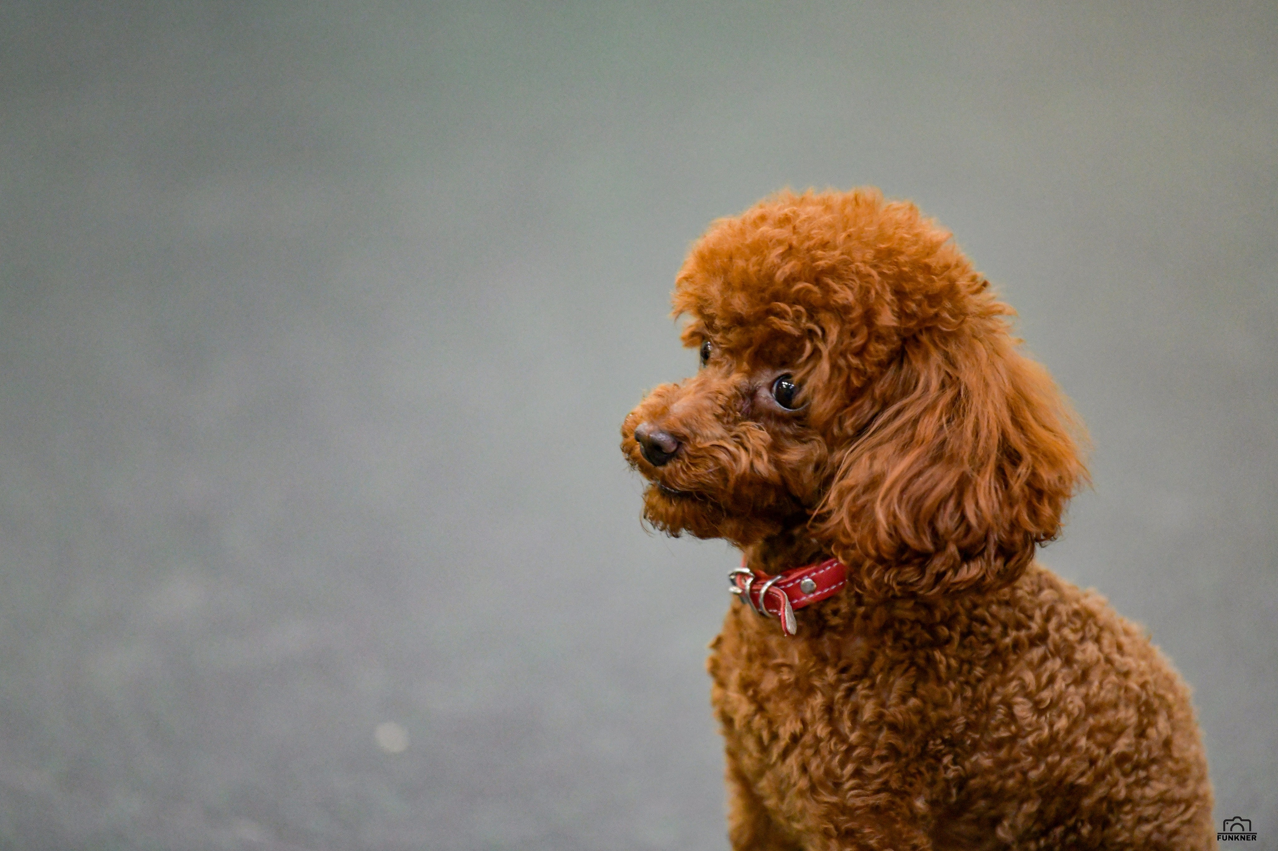 Кинологический клуб «Бодрый хвост». Свой взгляд через объектив