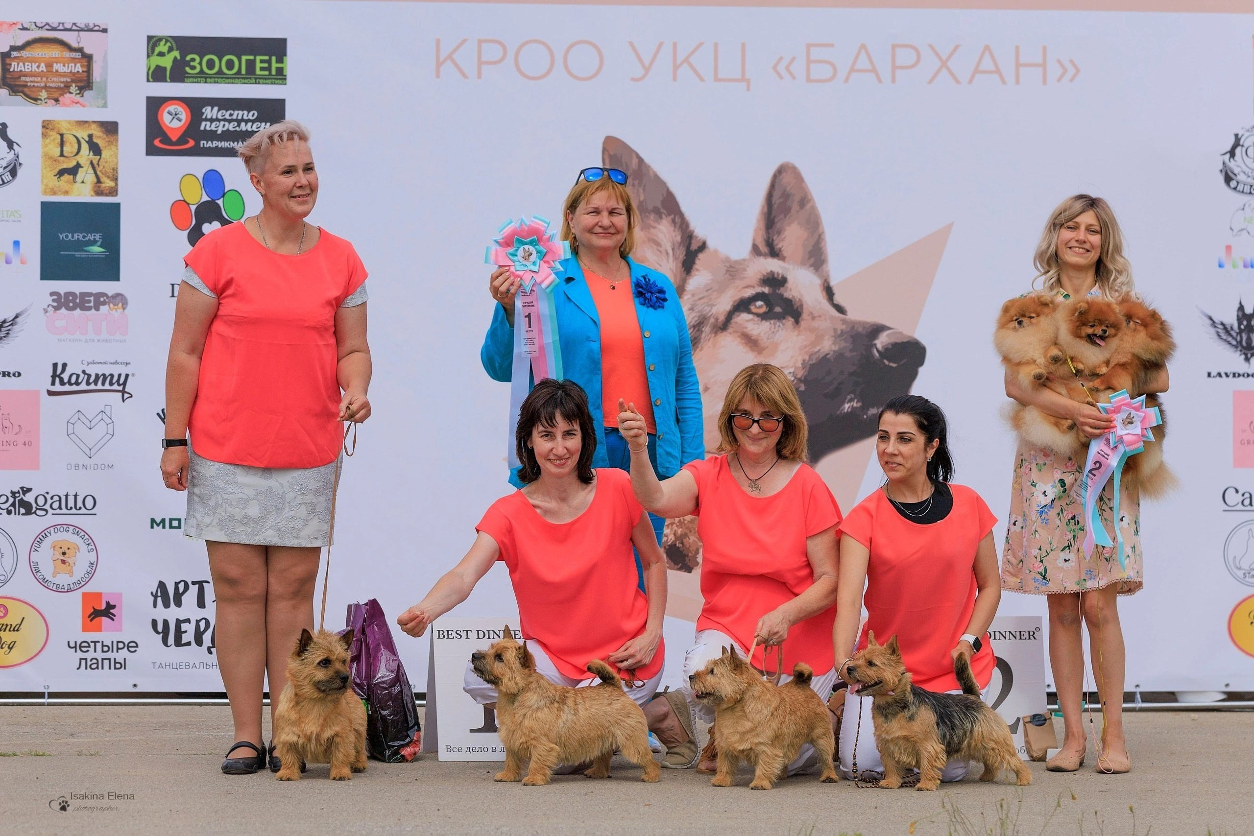 Выставки. Купить щенка Вельш-корги-кардиган в семейном питомнике — Ice Fantasy