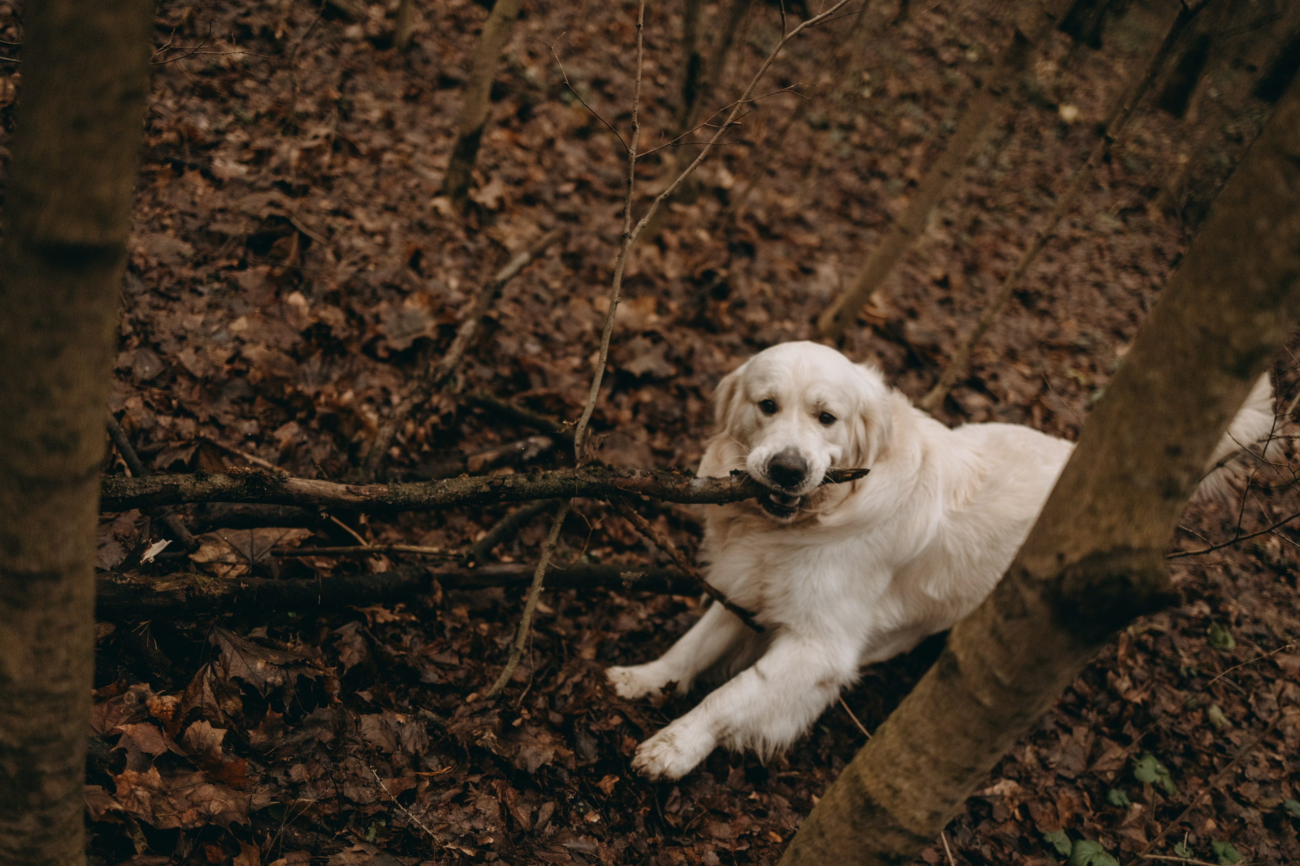 Лаки и его семья. Фотограф — Анималист | Санкт-Петербург
