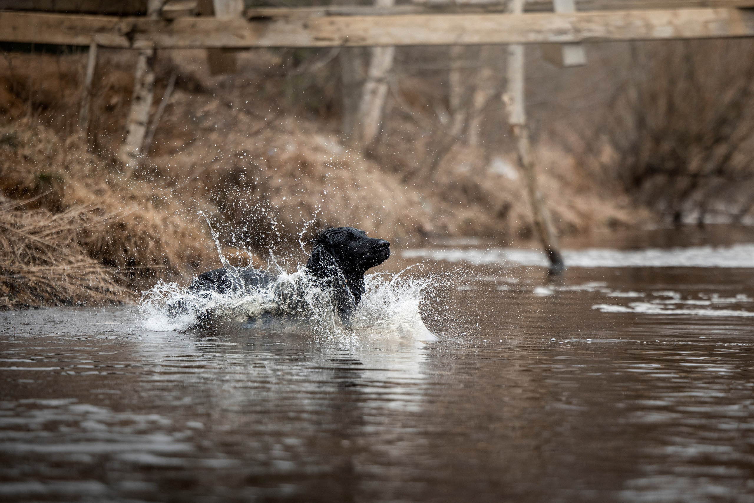 Ора, Ева, Рози и их семья. Фотограф — Анималист | Санкт-Петербург