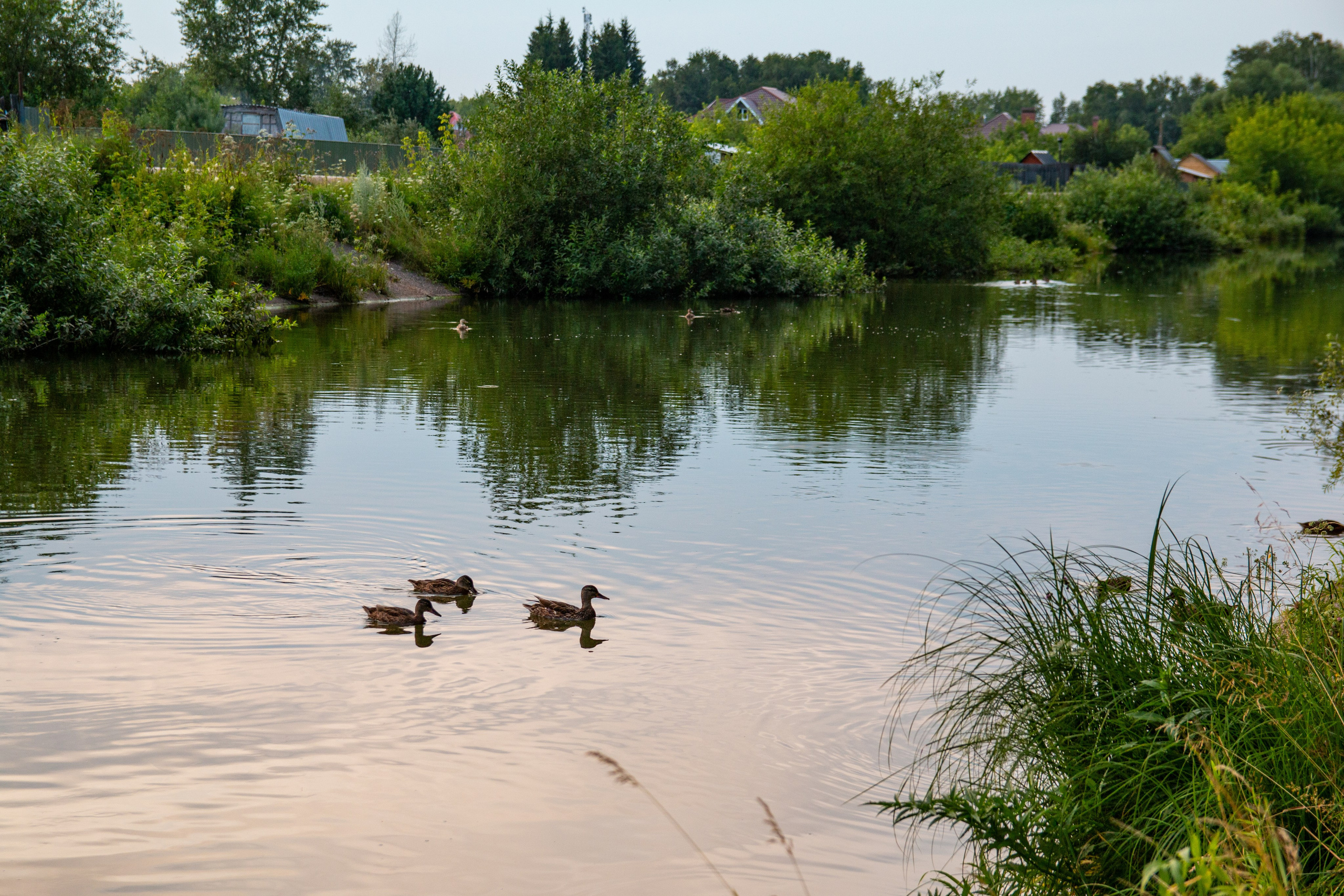 Лето. Ваш фотограф Северск | Томск