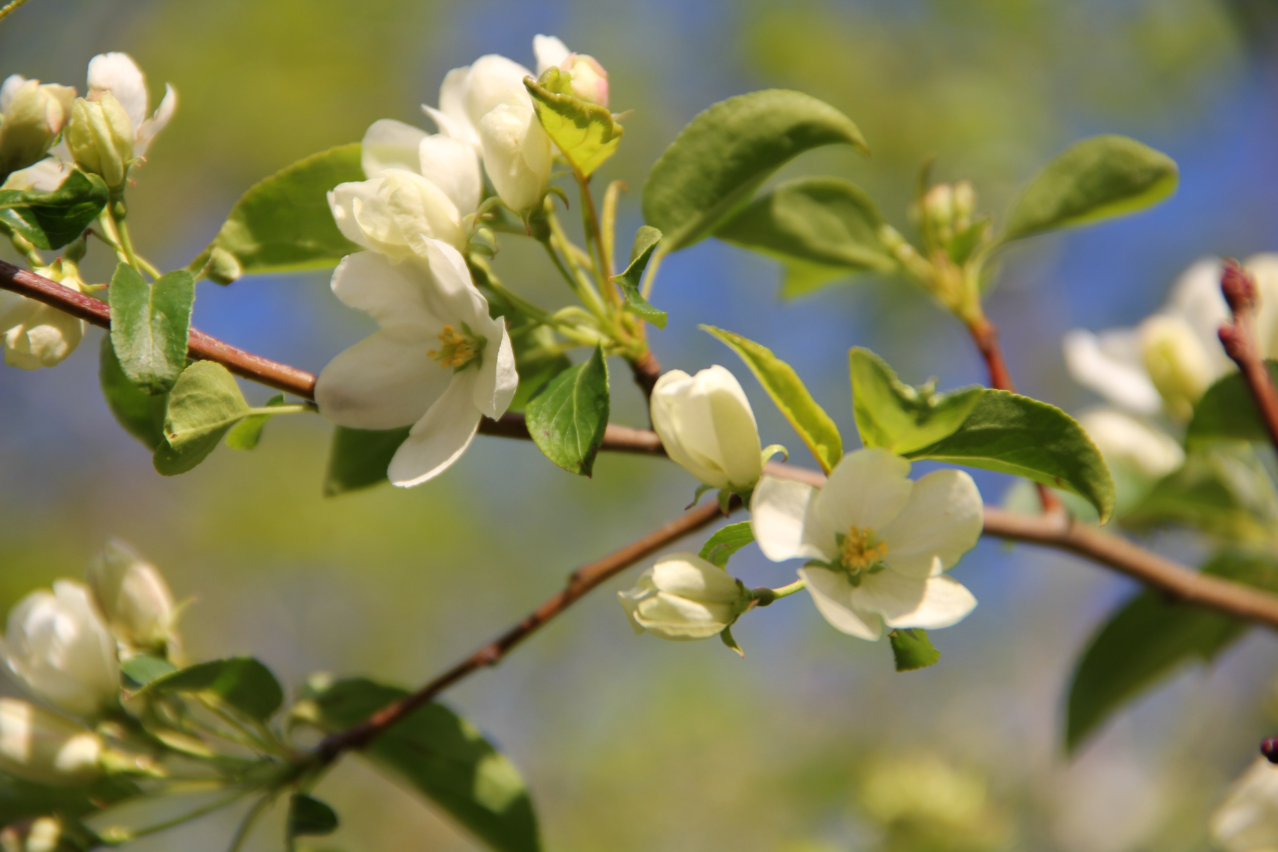 Весна. Ваш фотограф Северск | Томск