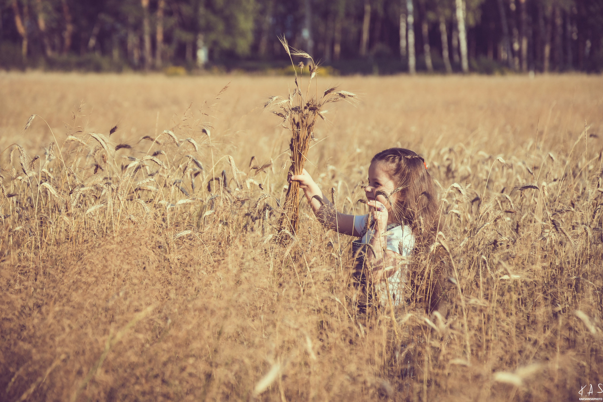 Колоски. Фотография и видеосъёмка