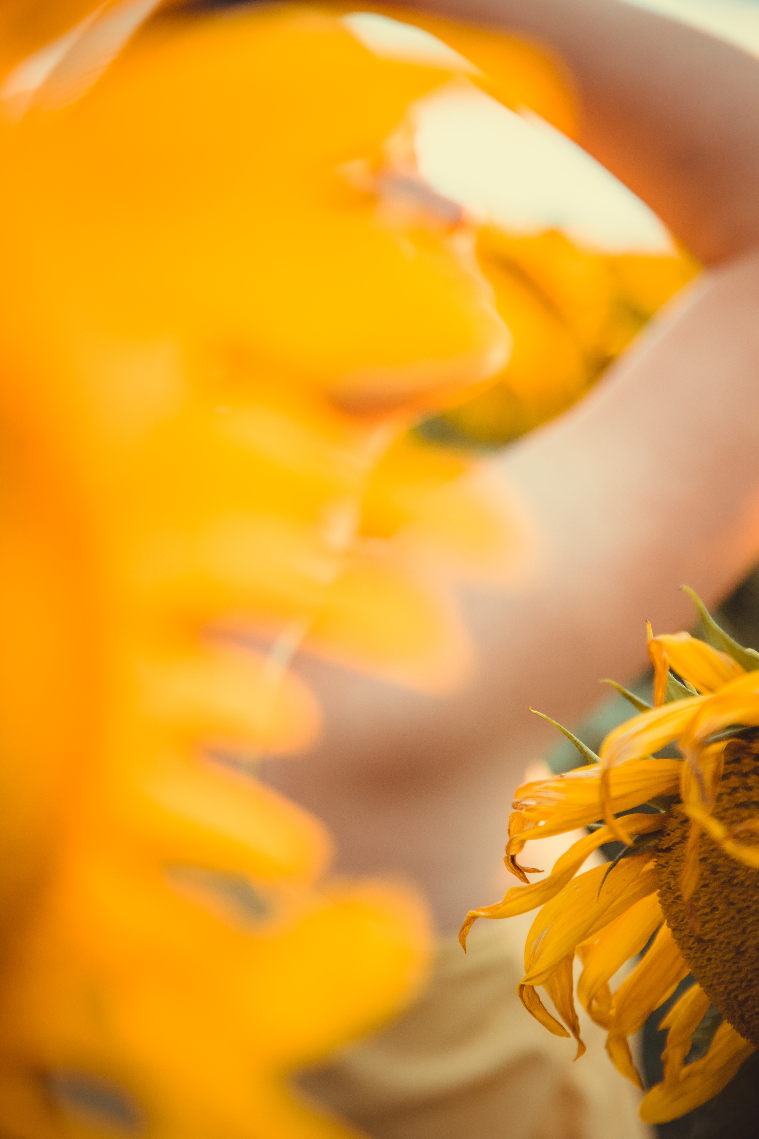 Подсолнухи. Фотография и видеосъёмка