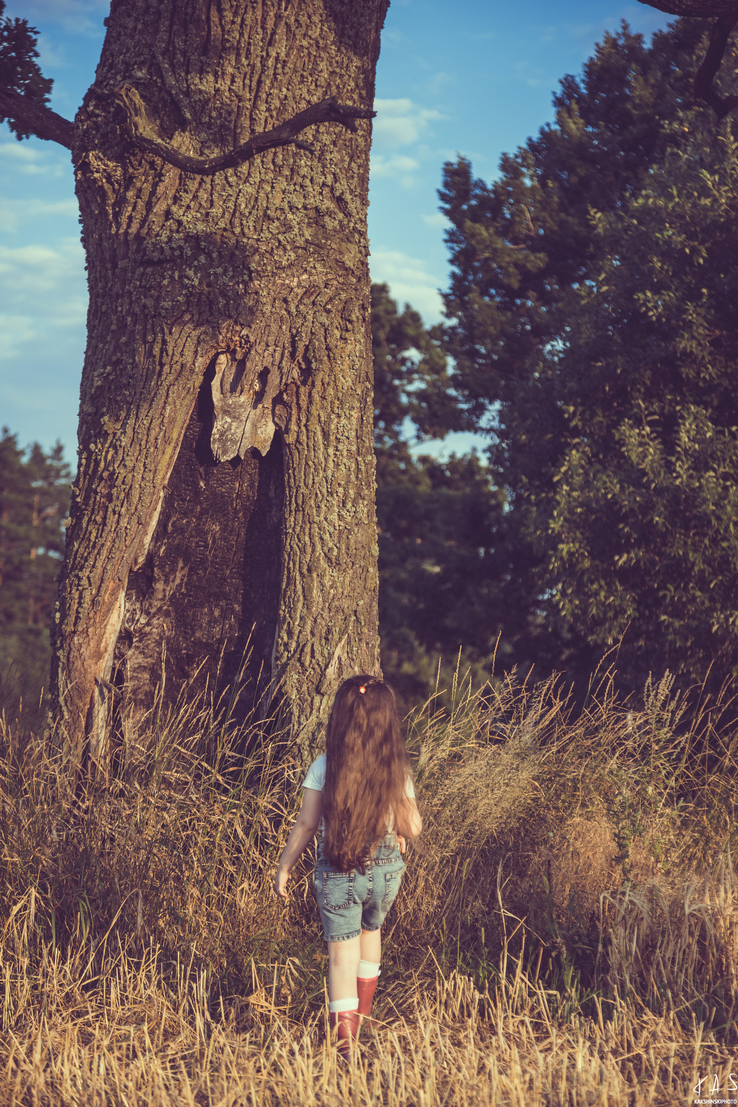 Колоски. Фотография и видеосъёмка