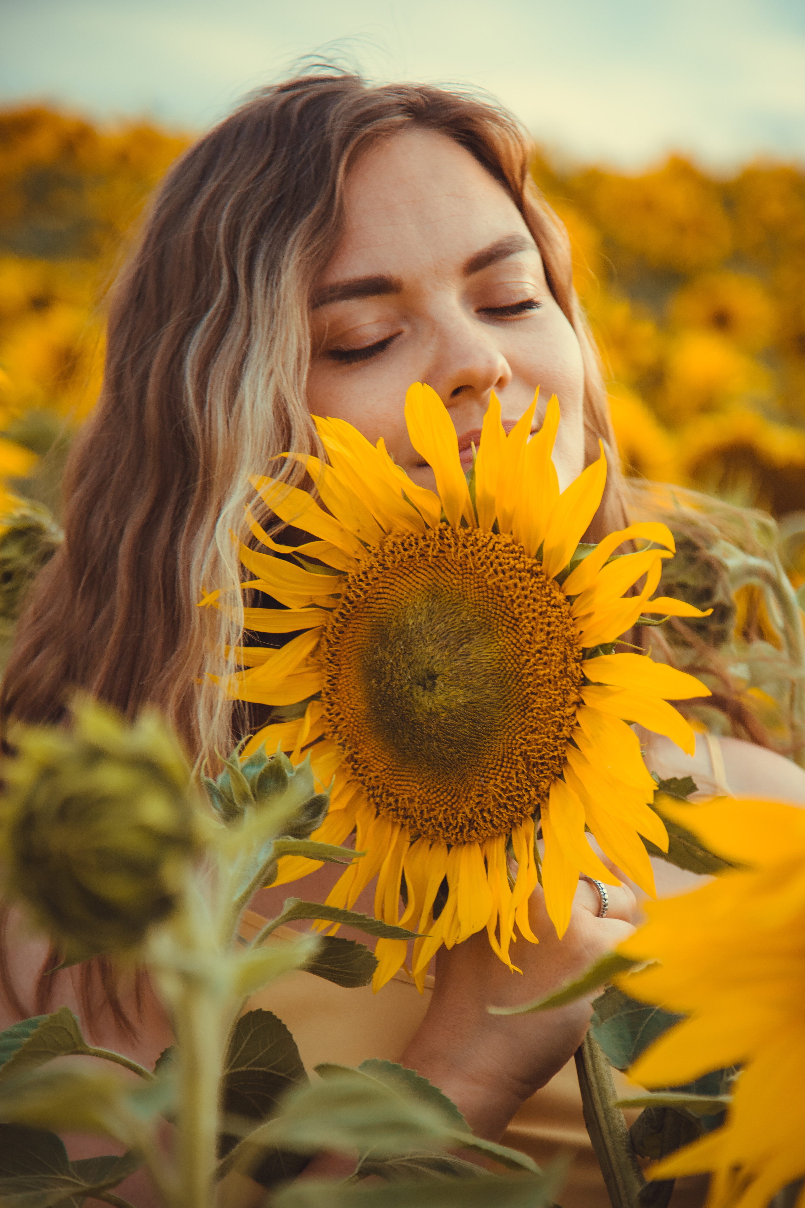 Подсолнухи. Фотография и видеосъёмка