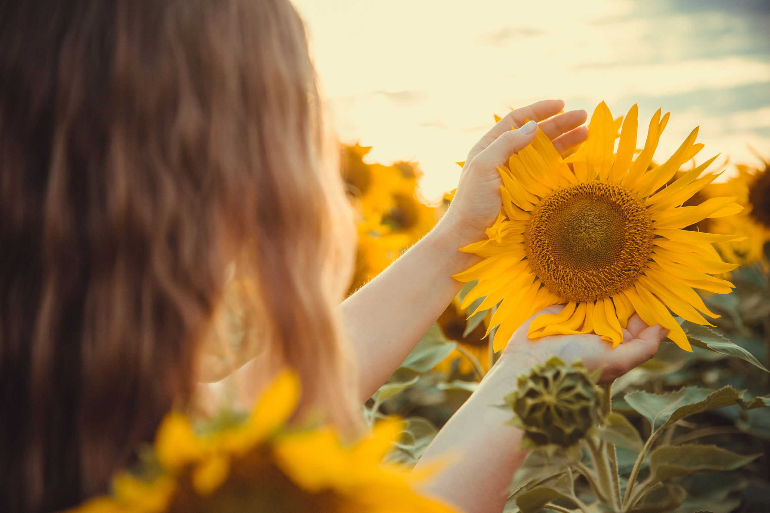 Подсолнухи. Фотография и видеосъёмка
