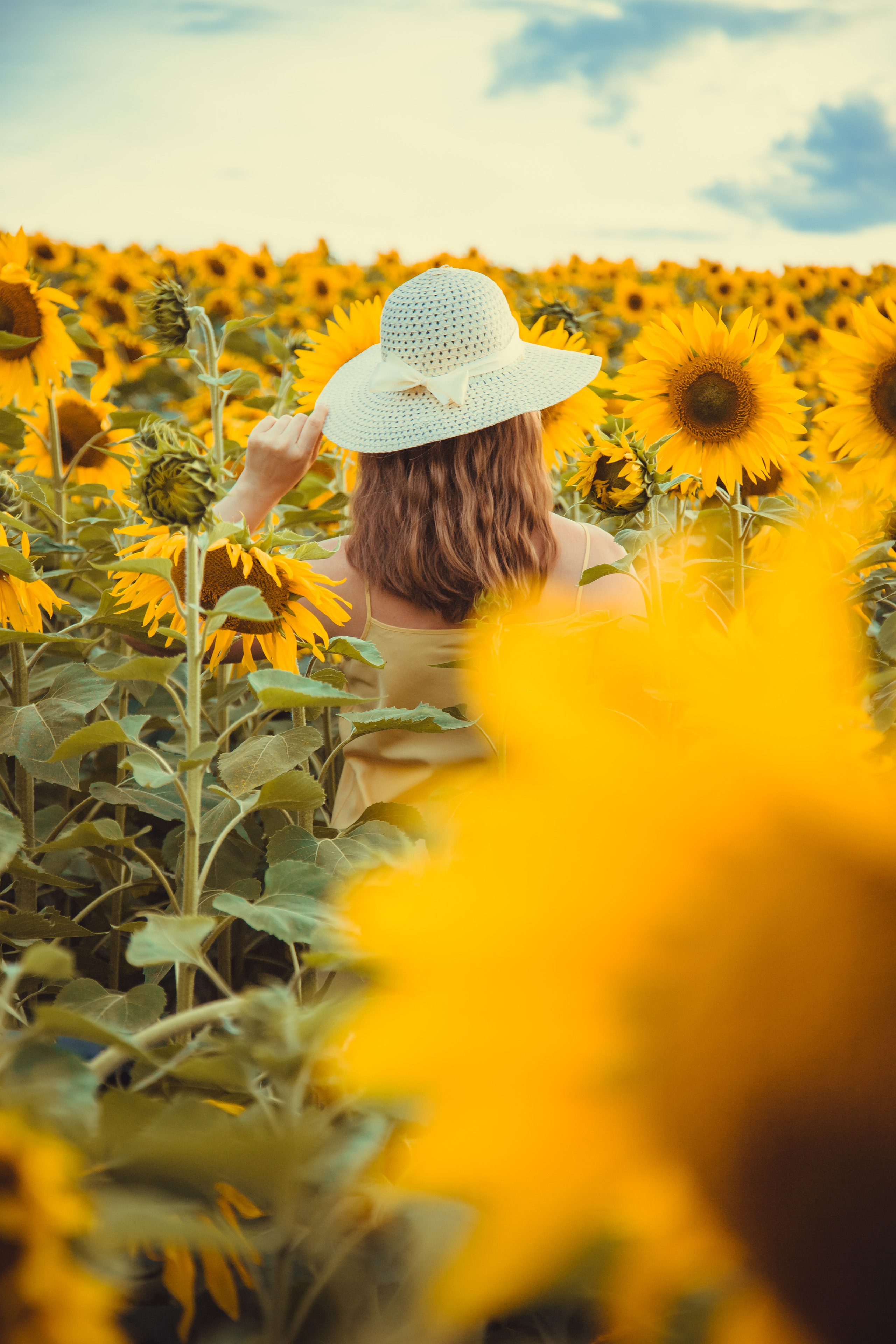 Подсолнухи. Фотография и видеосъёмка