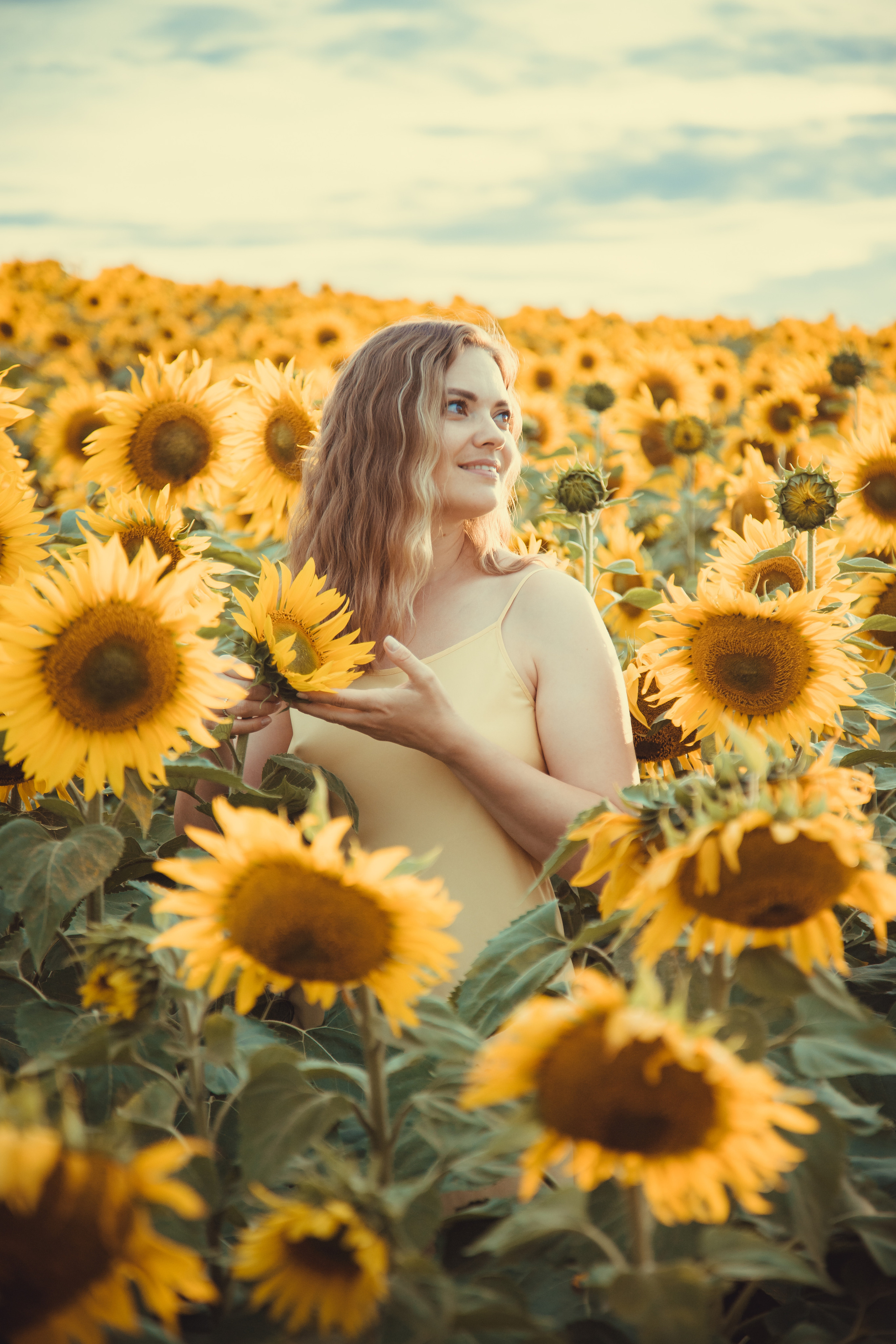 Подсолнухи. Фотография и видеосъёмка