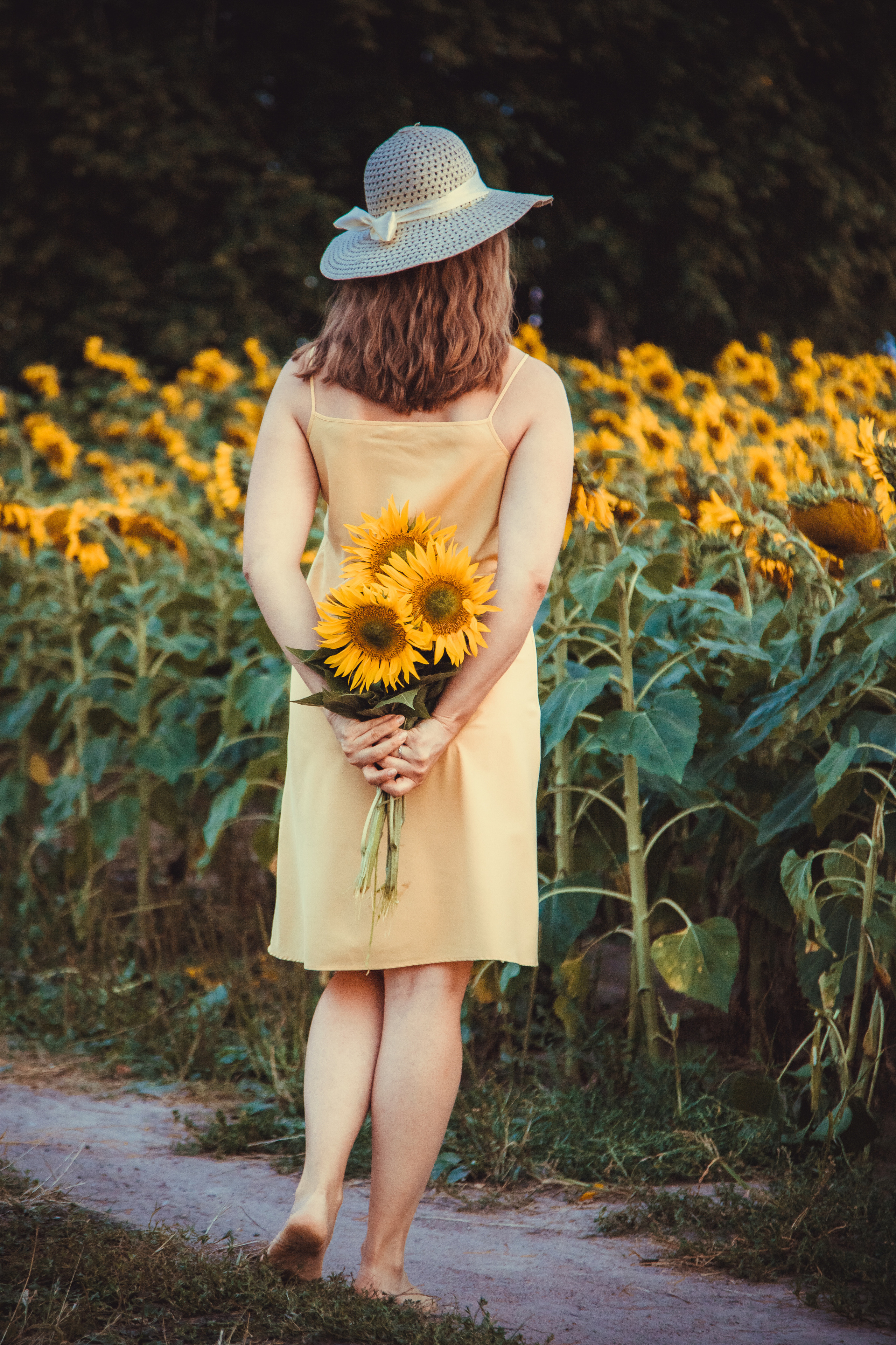 Подсолнухи. Фотография и видеосъёмка