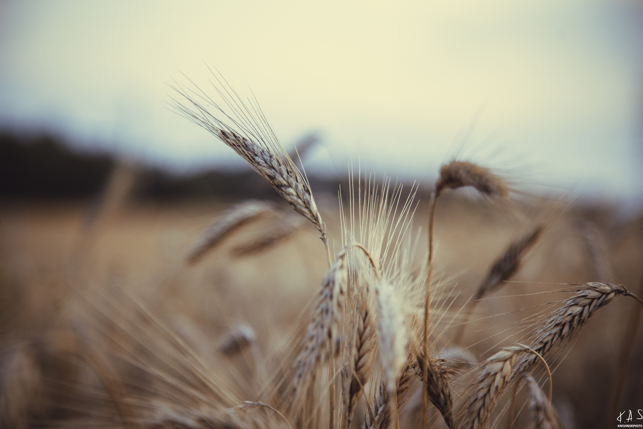 Колоски. Фотография и видеосъёмка