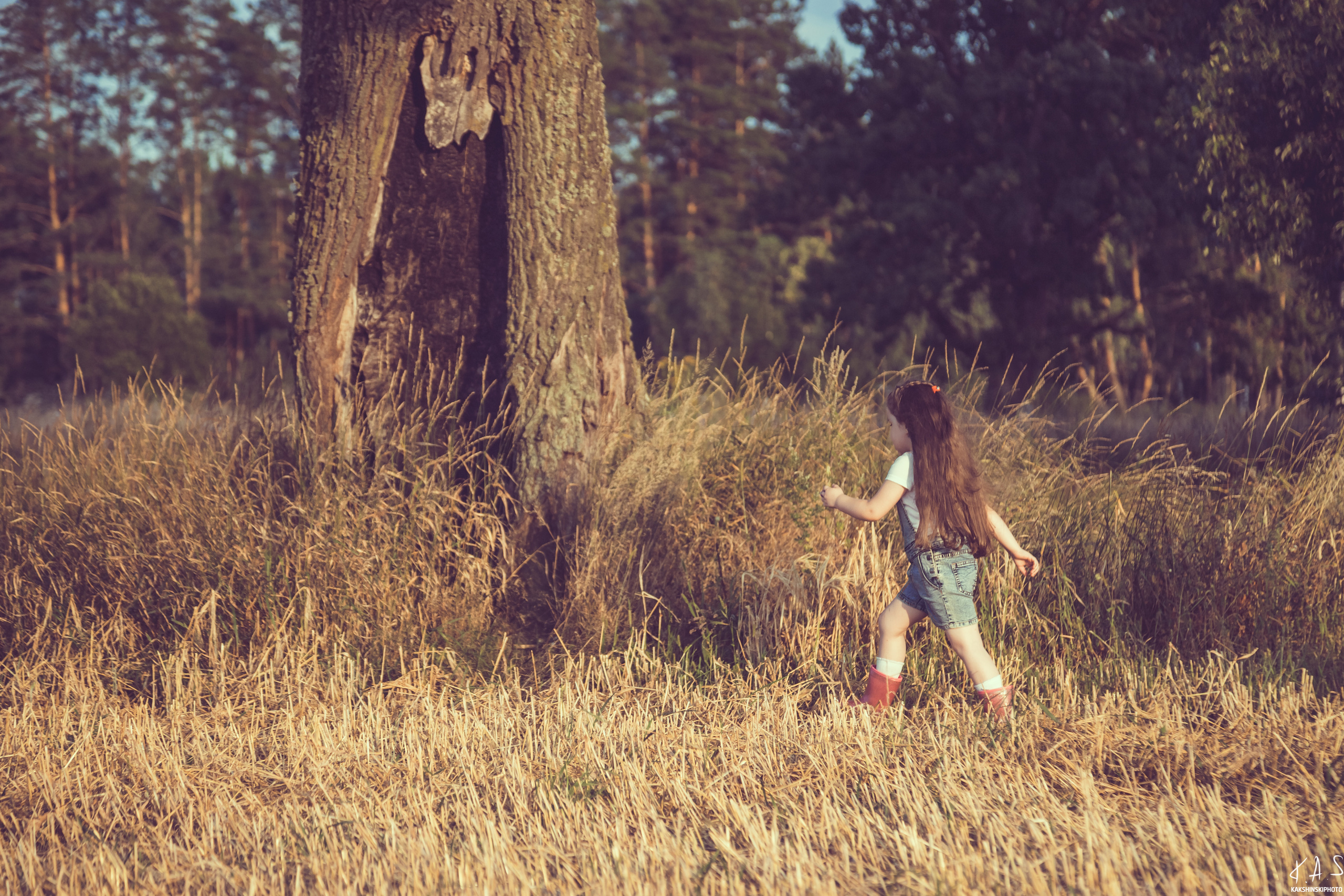 Колоски. Фотография и видеосъёмка