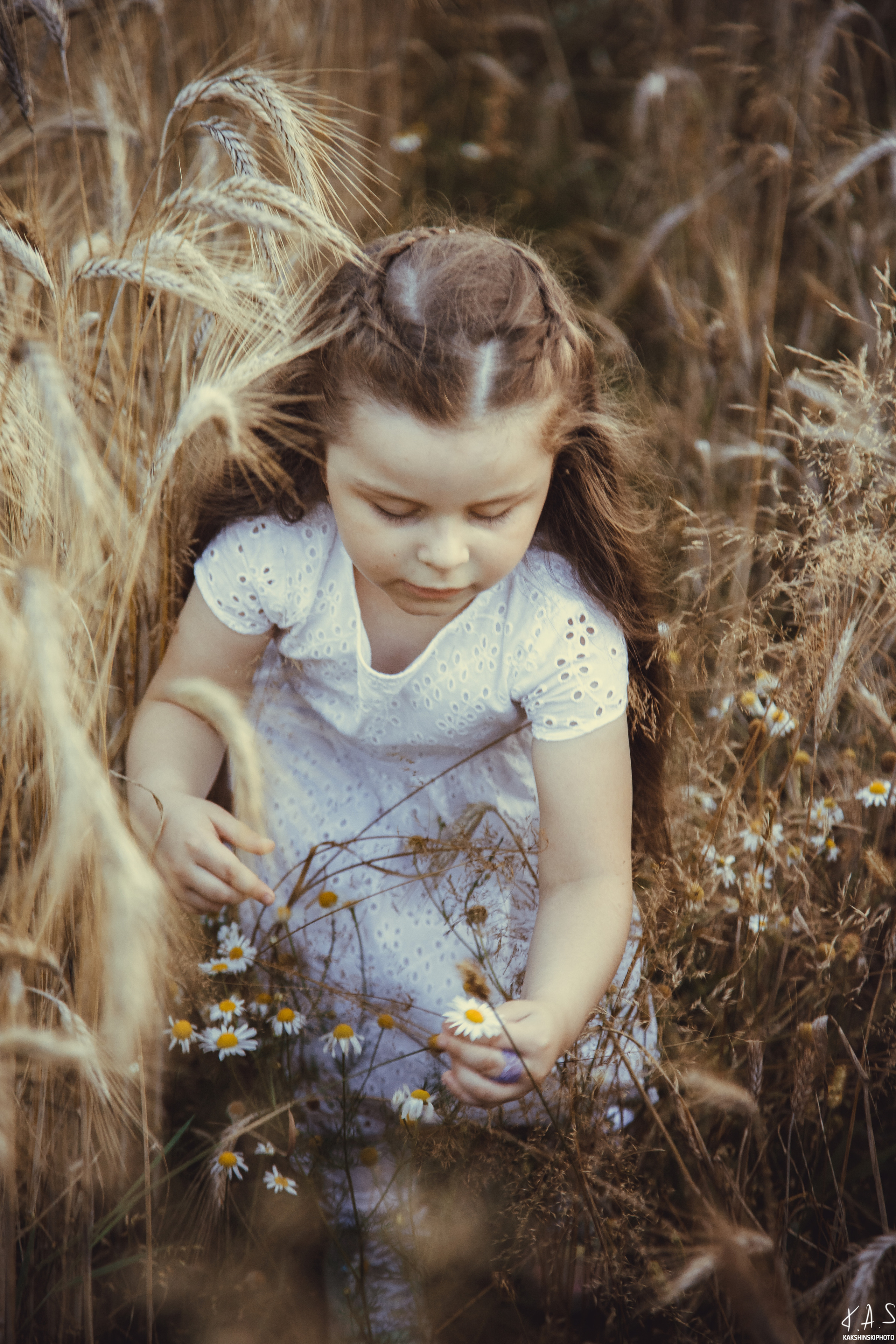 Колоски. Фотография и видеосъёмка