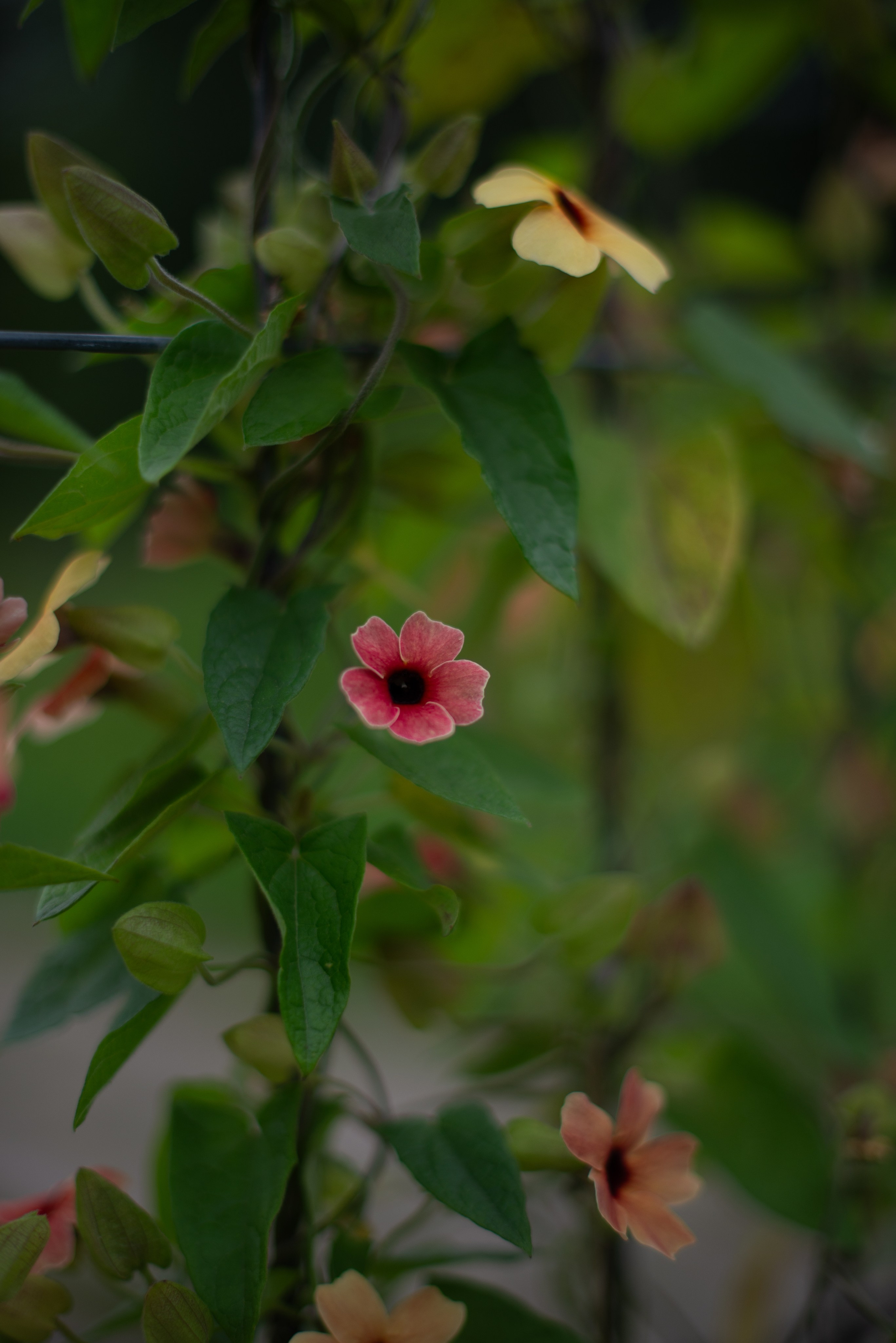 Цветы сада МГУ. Victoria Radjevna Репортажный Фотограф — Видеограф Москва • Санкт-Петербург