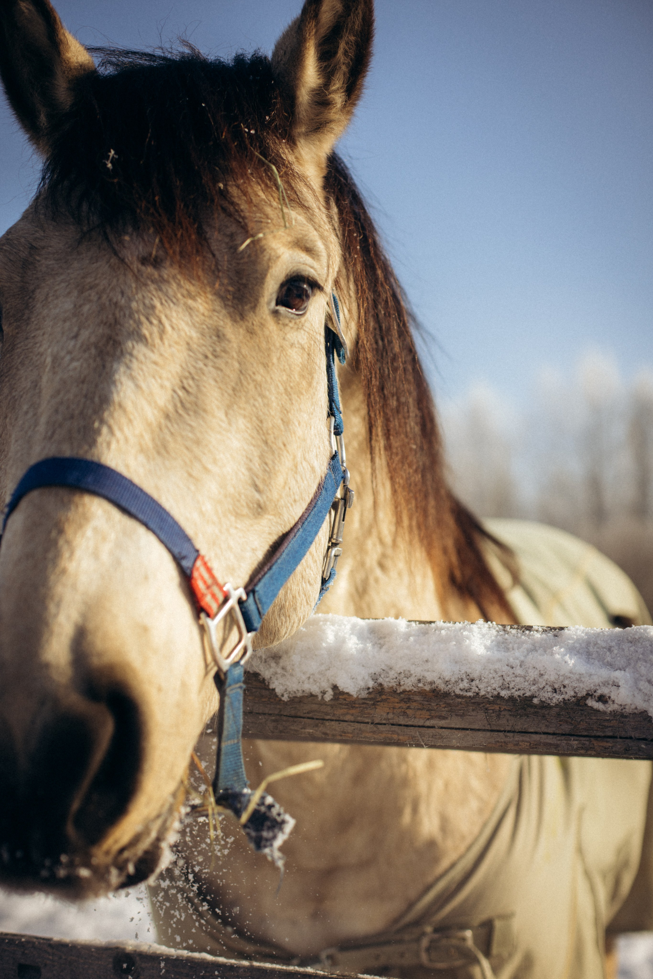 Настя с Сашей и Полей на ферме. Klerout Photographer