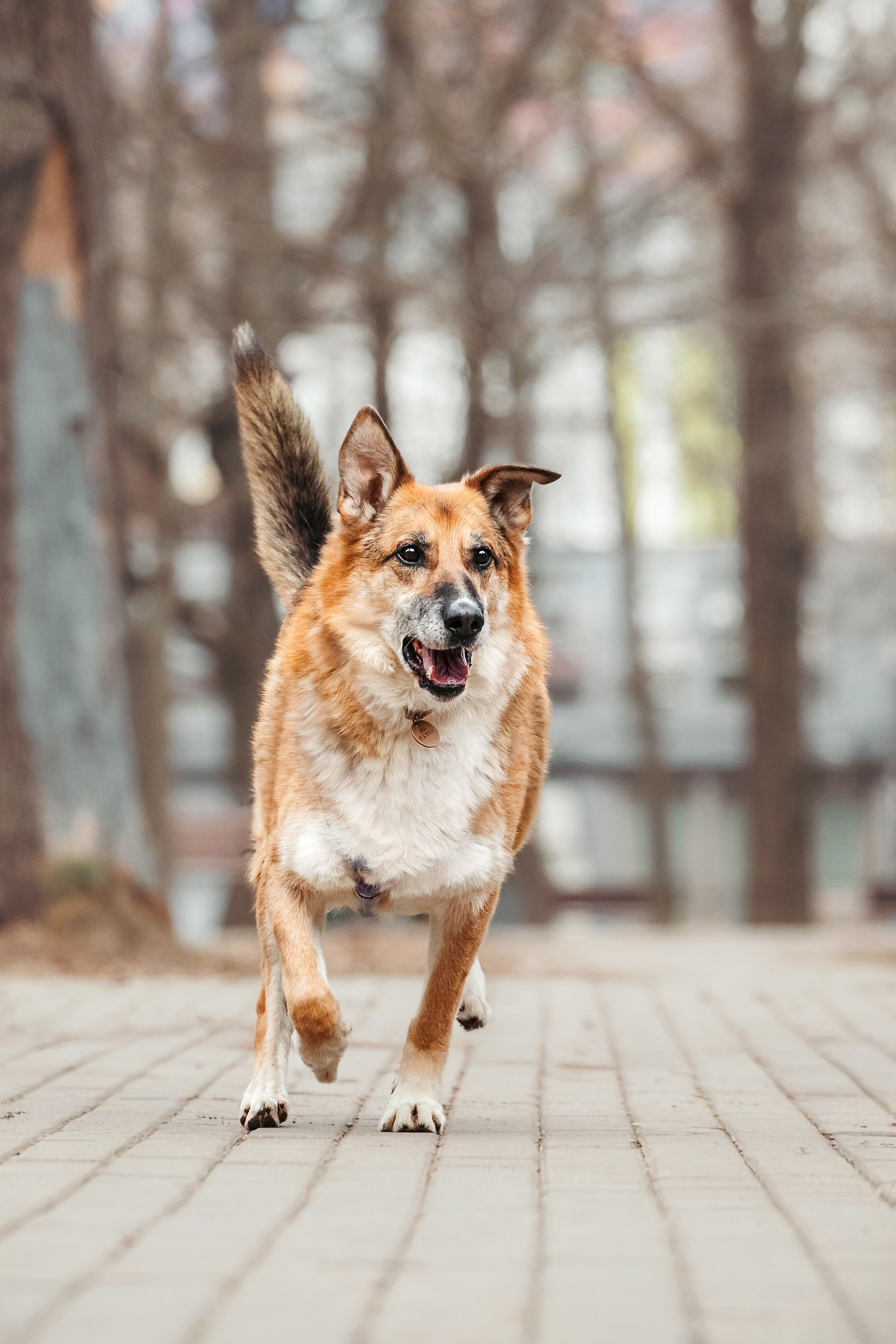 Собаки из приюта Дубовая роща весна 2025. Фотограф-анималист Татьяна Степанова