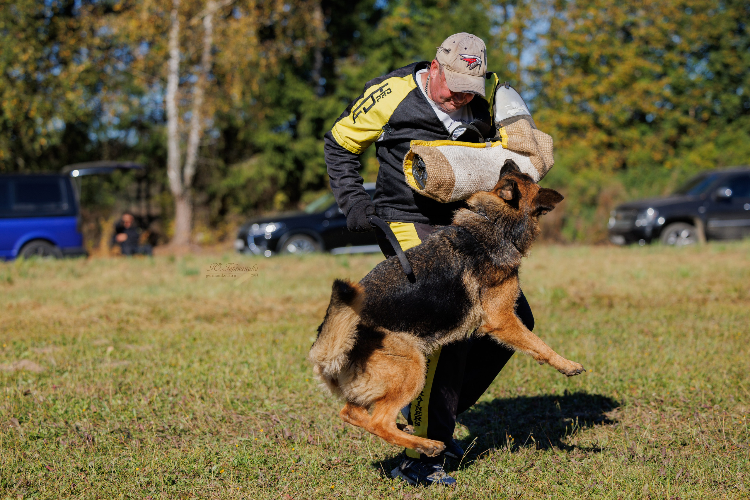 Тверь немецкие овчарки 22.09.2024. Фотограф-анималист Юлия Германика