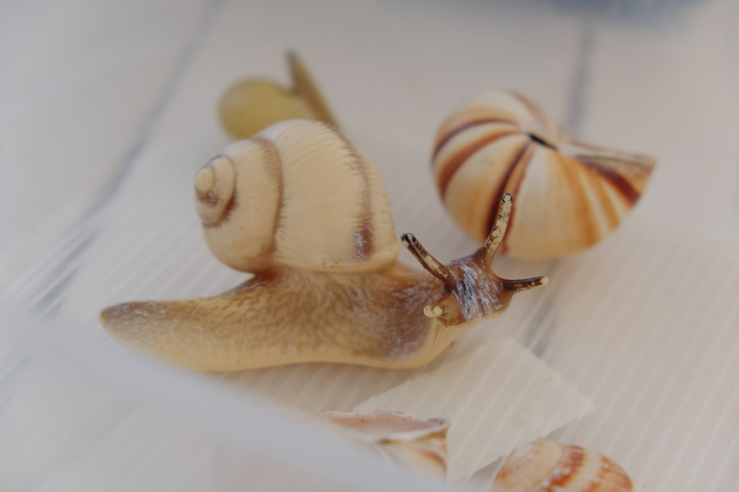 Репортаж на ферме. Профессиональная фотосъемка в Крыму. Натуральные эмоции и живые кадры. Забронируйте дату прямо сейчас!