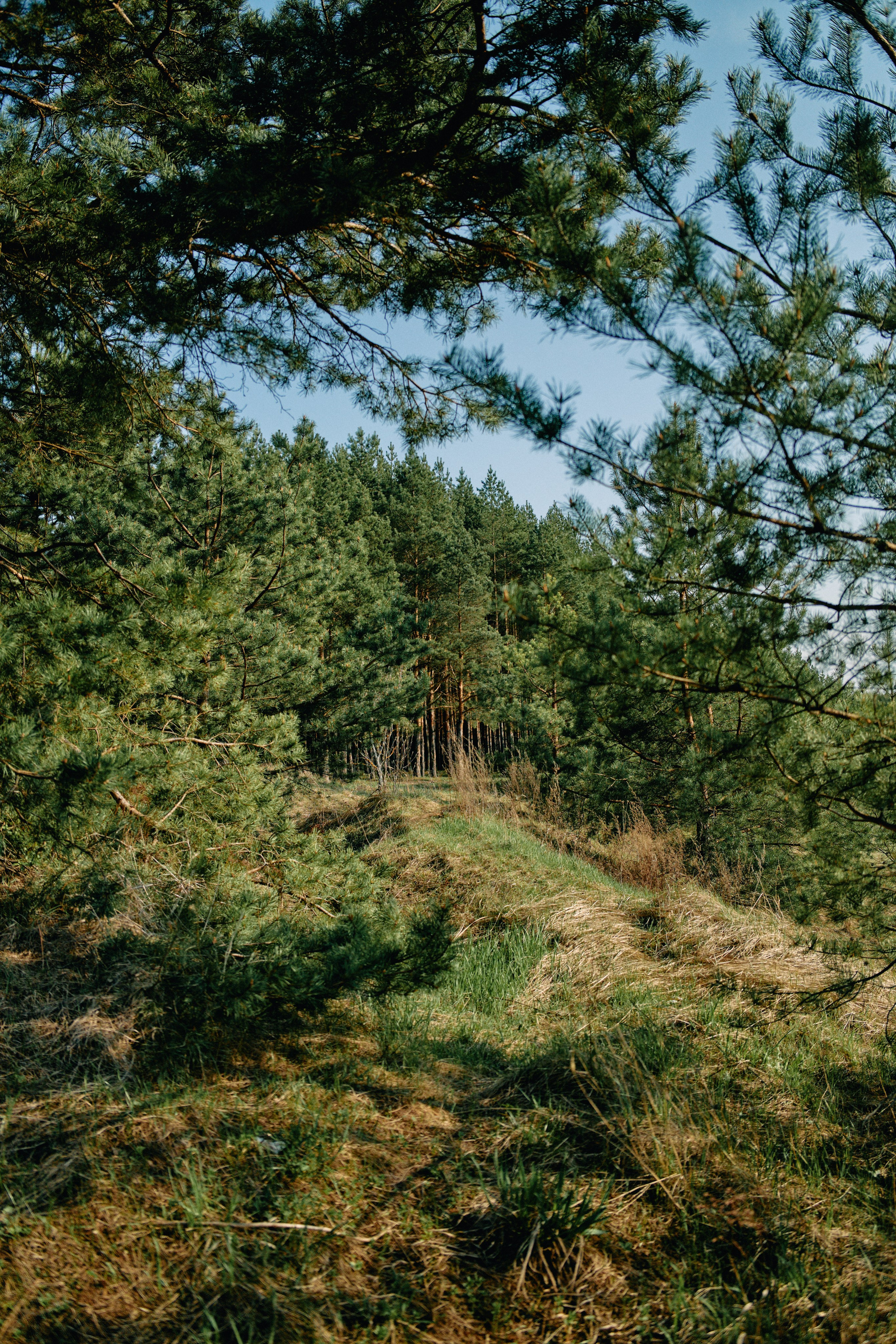 Бутик-отель Поле летом. Профессиональный Фотограф во Владимире, в Москве и в Суздале — Полина Романычева