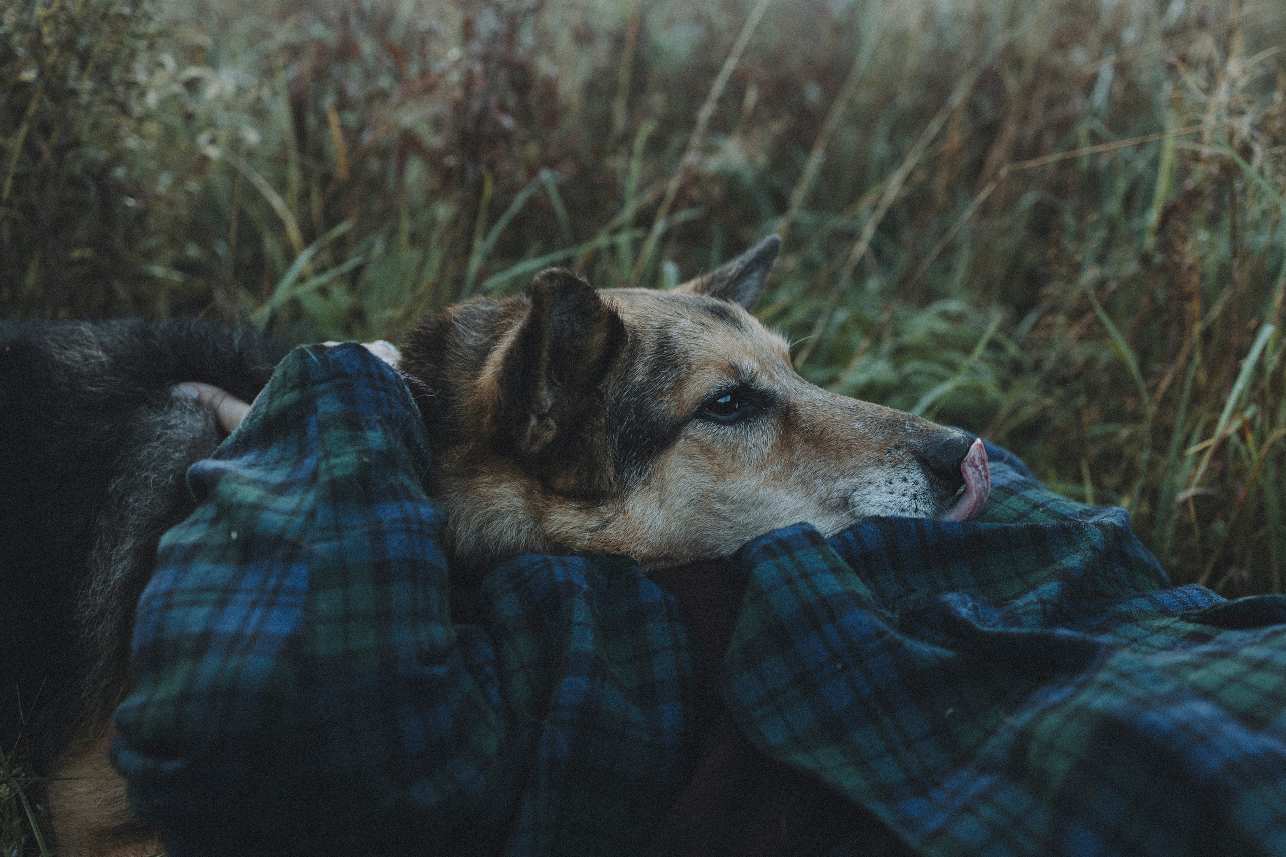 Света и Ричик. Фотограф-анималист Анна Маринич