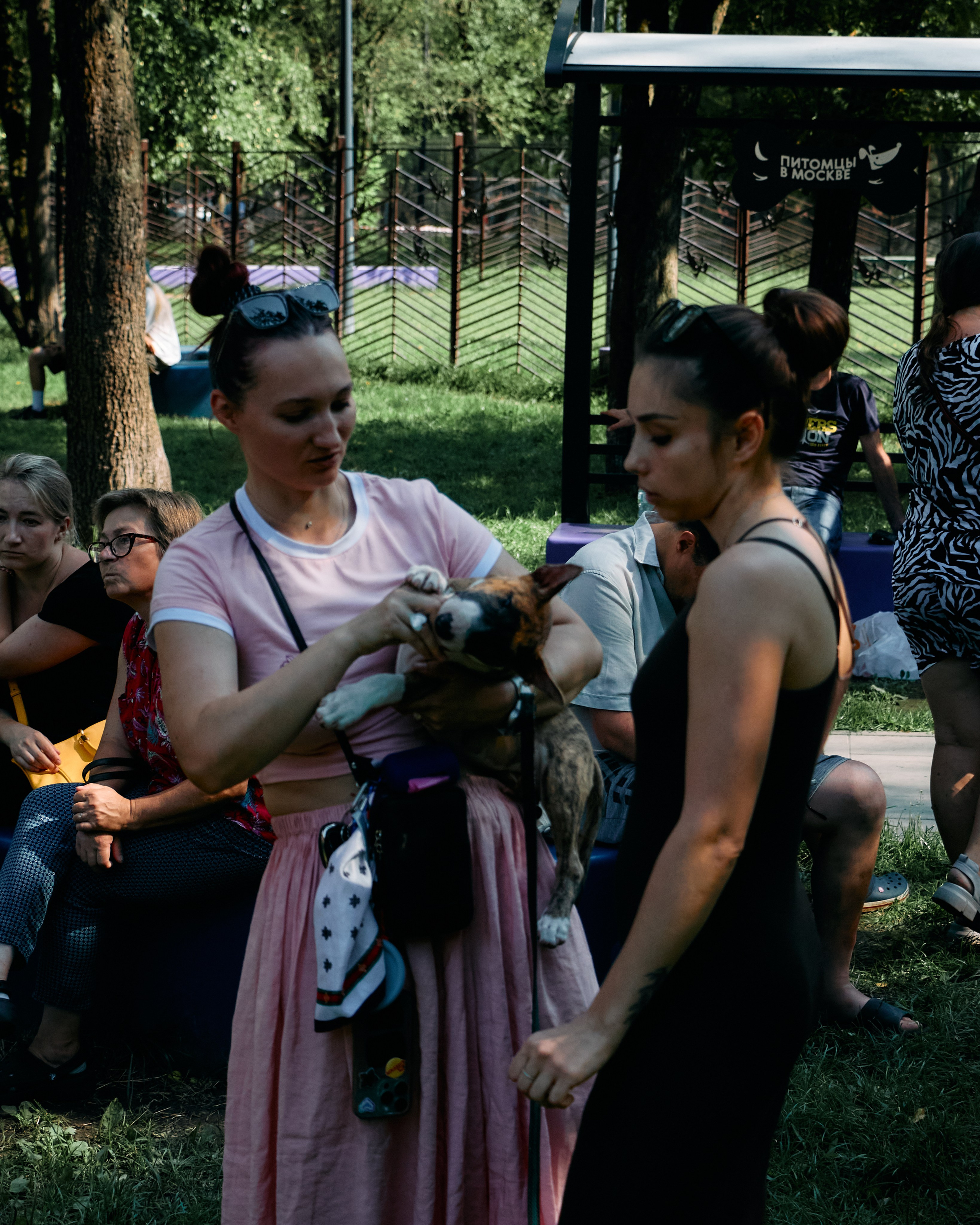 Бульфест. Фотограф домашних животных в Москве | Данил Сорокин