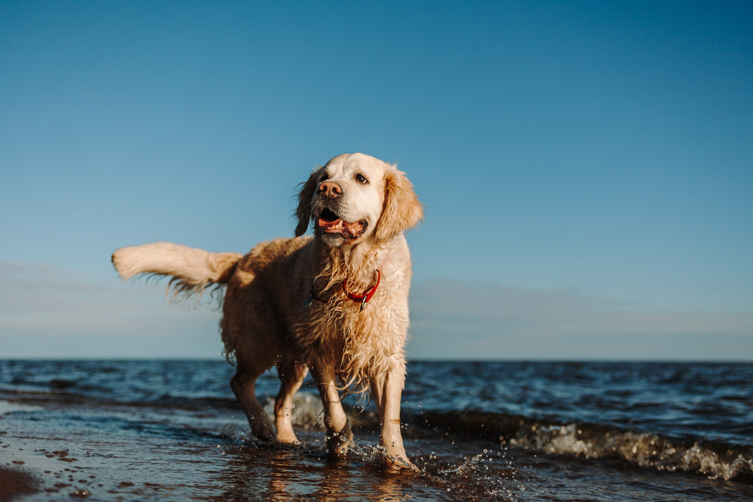 Катя и ее девочки. Фотограф — Анималист | Санкт-Петербург