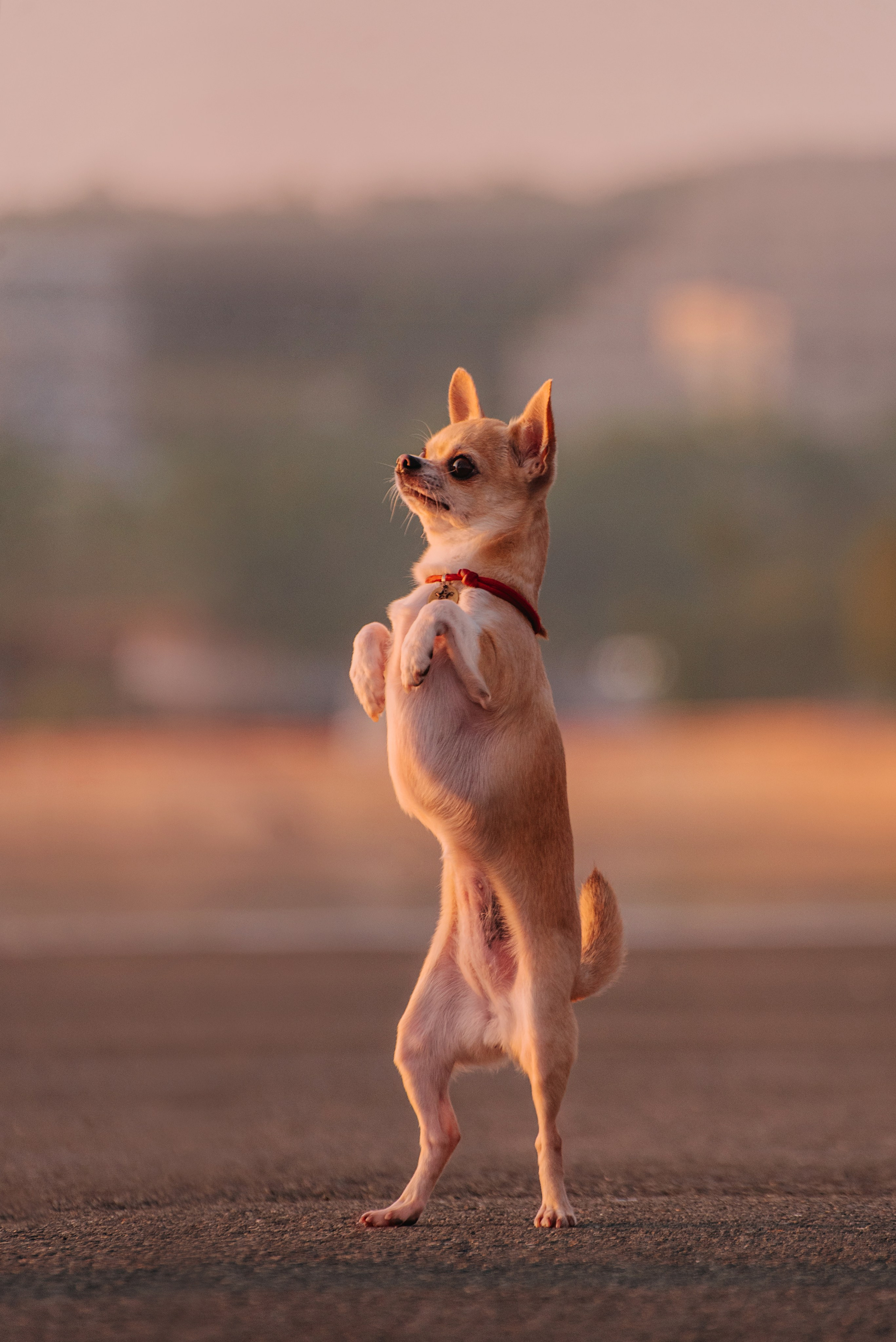 Прогулка: чихуахуа Хенни и Алина во Владивостоке. Портфолио