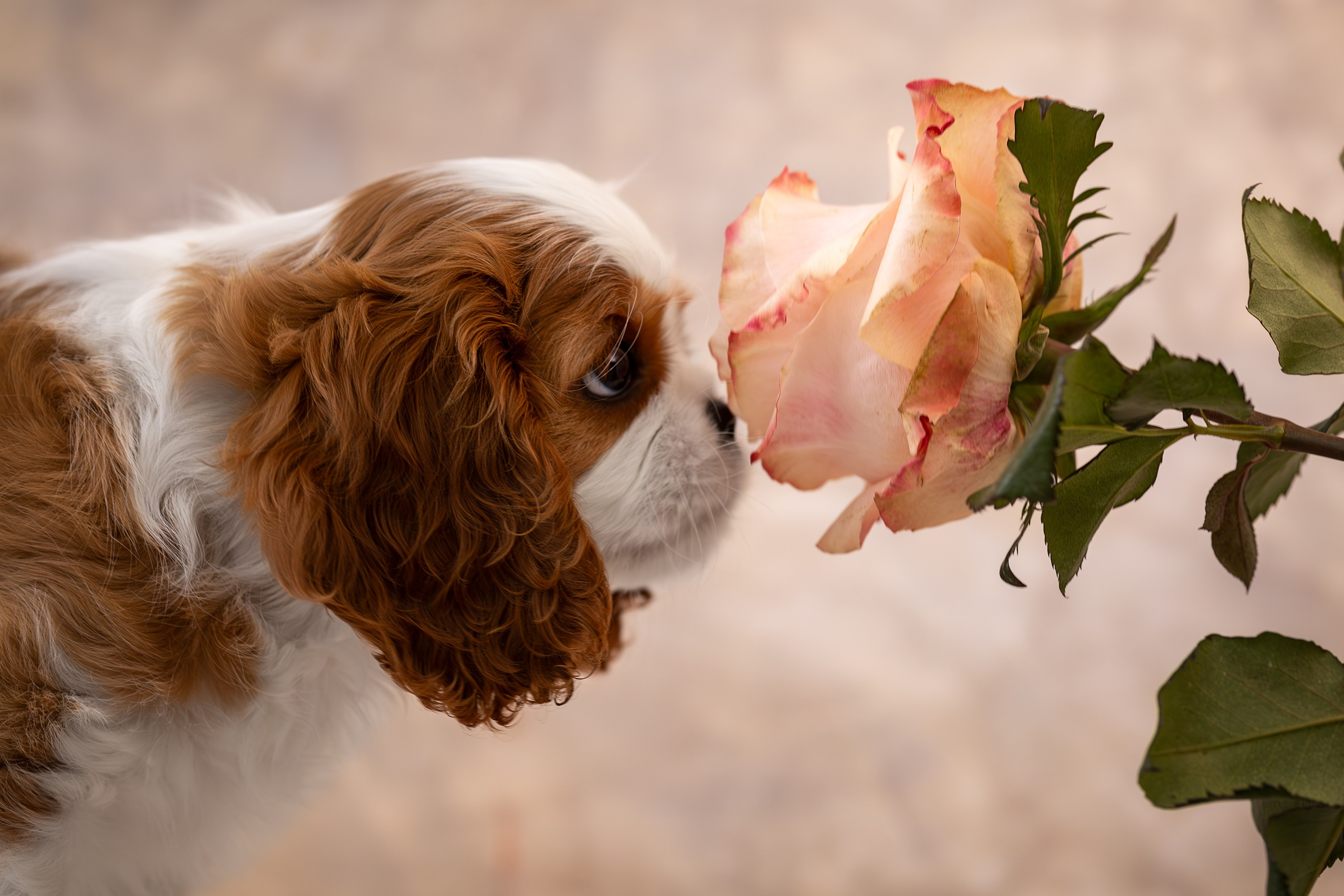 Детки кавалерчики. Ирина Голомб|Фотограф-анималист в  Сочи и Калининграде