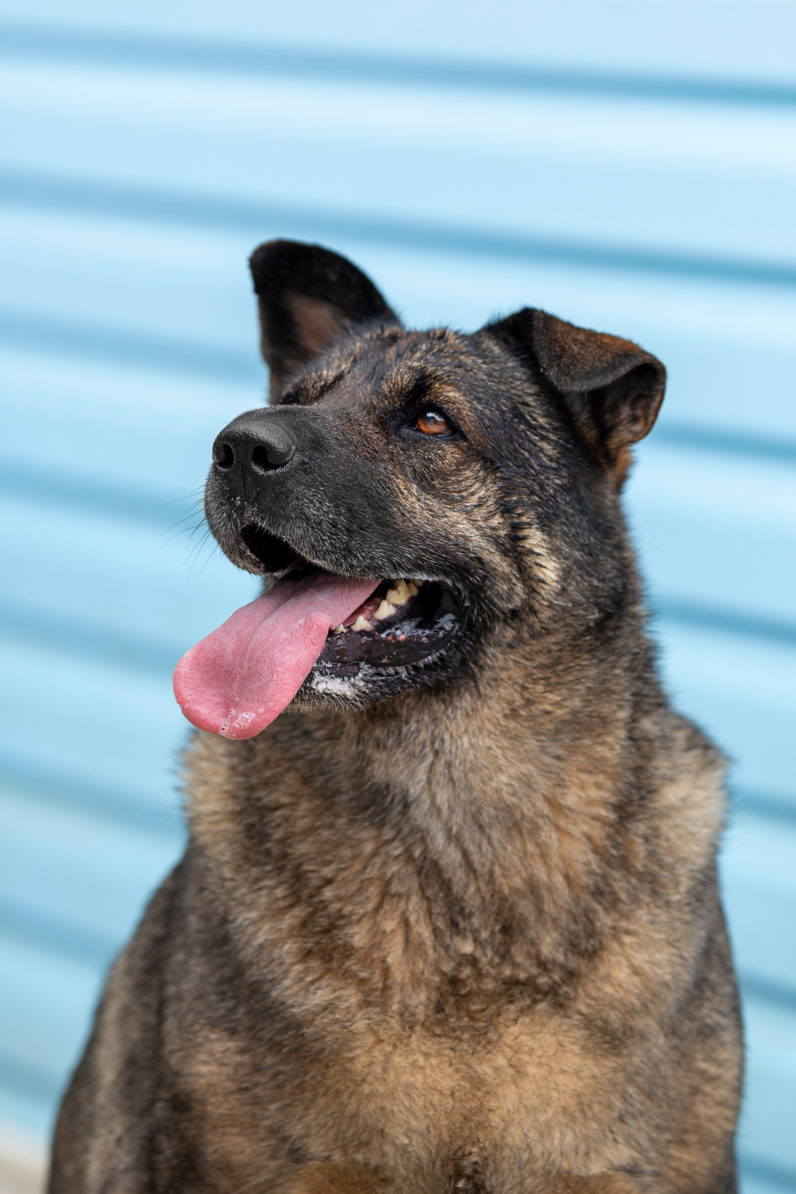 Мини-приют «Возрождение». Ирина Голомб|Фотограф-анималист в  Сочи и Калининграде