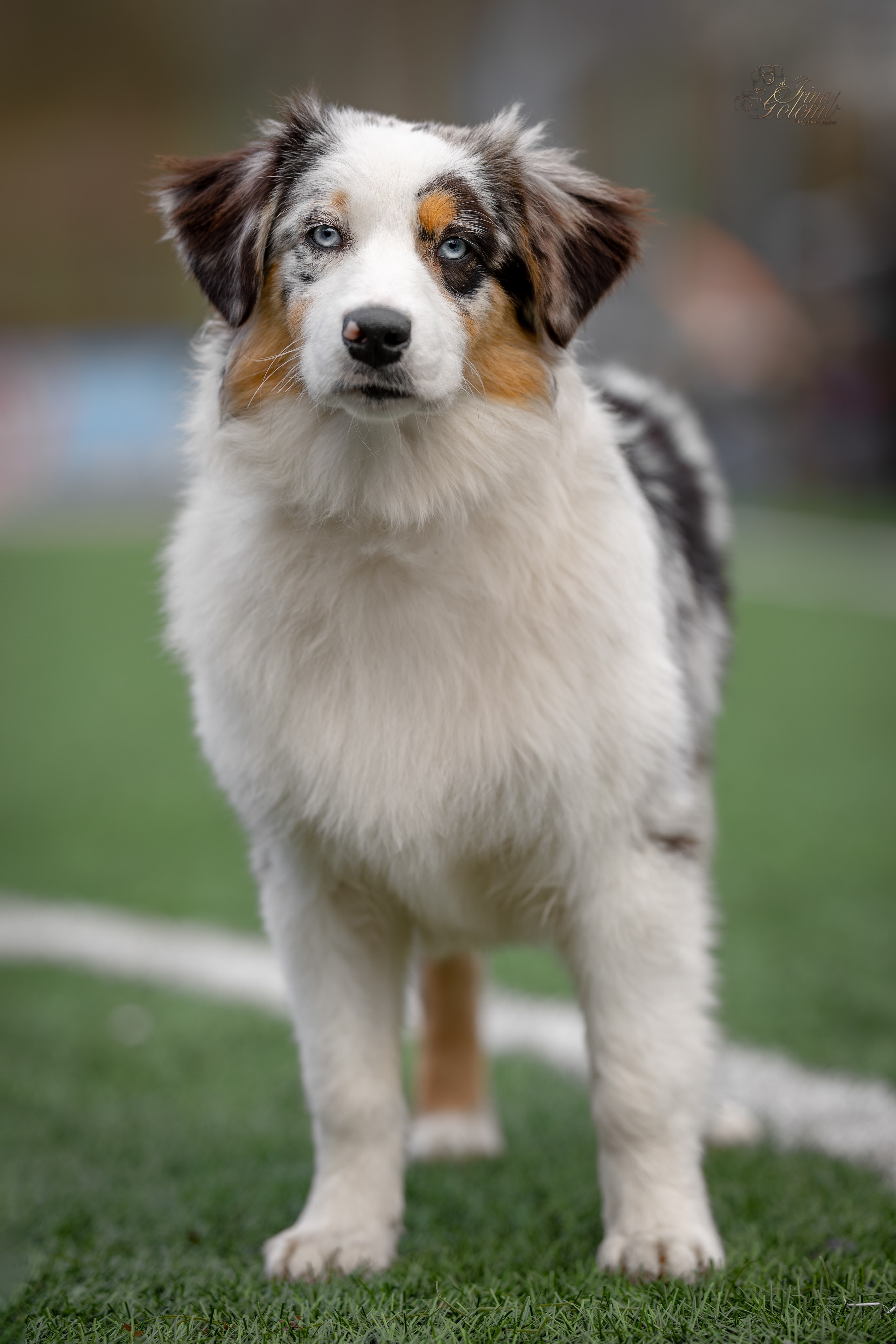 Выставка 17.12.23. Ирина Голомб|Фотограф-анималист в  Сочи и Калининграде