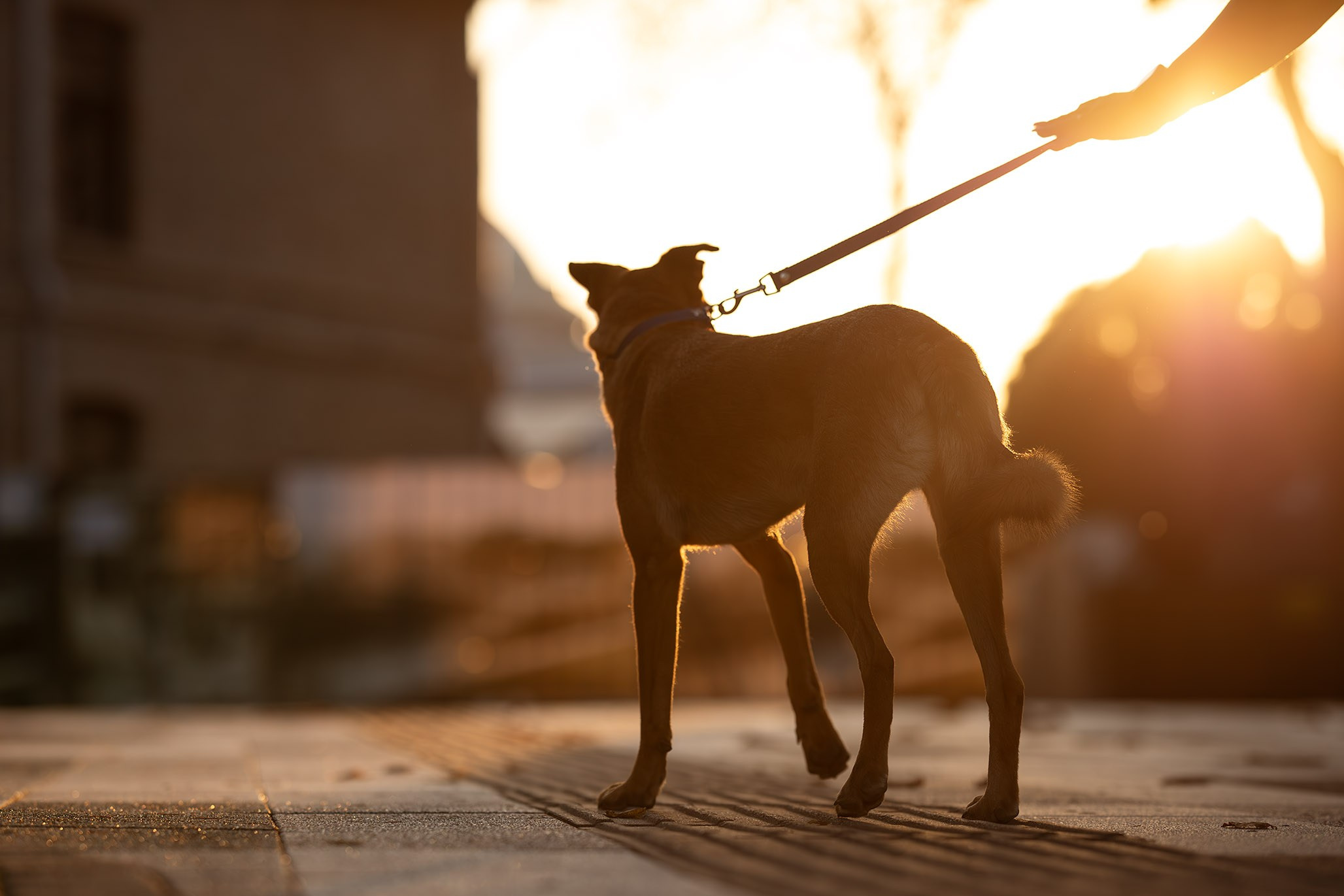 Кураторские питомцы с Пластунки. Ирина Голомб|Фотограф-анималист в  Сочи и Калининграде