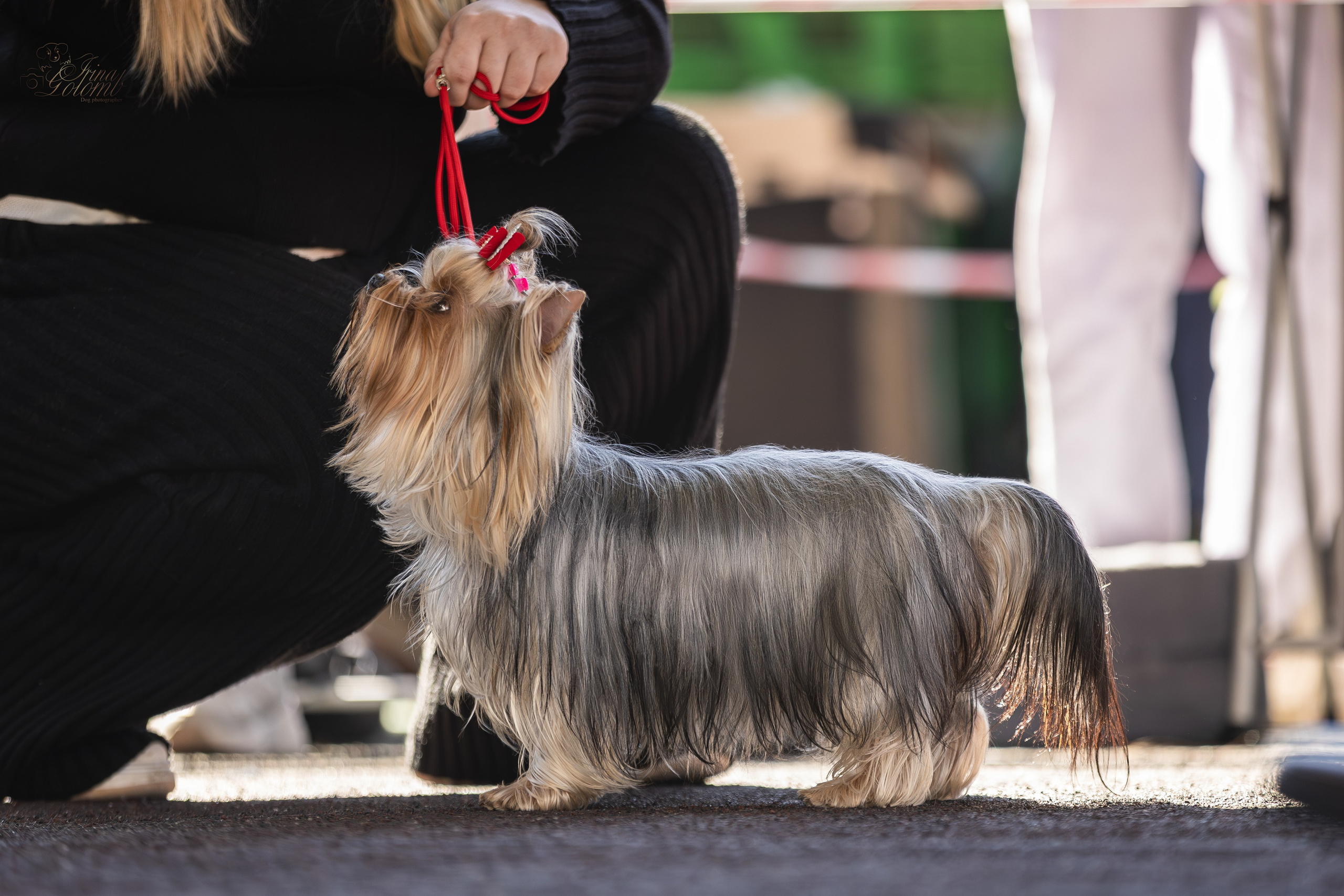Выставка 25.02.2024. Ирина Голомб|Фотограф-анималист в  Сочи и Калининграде
