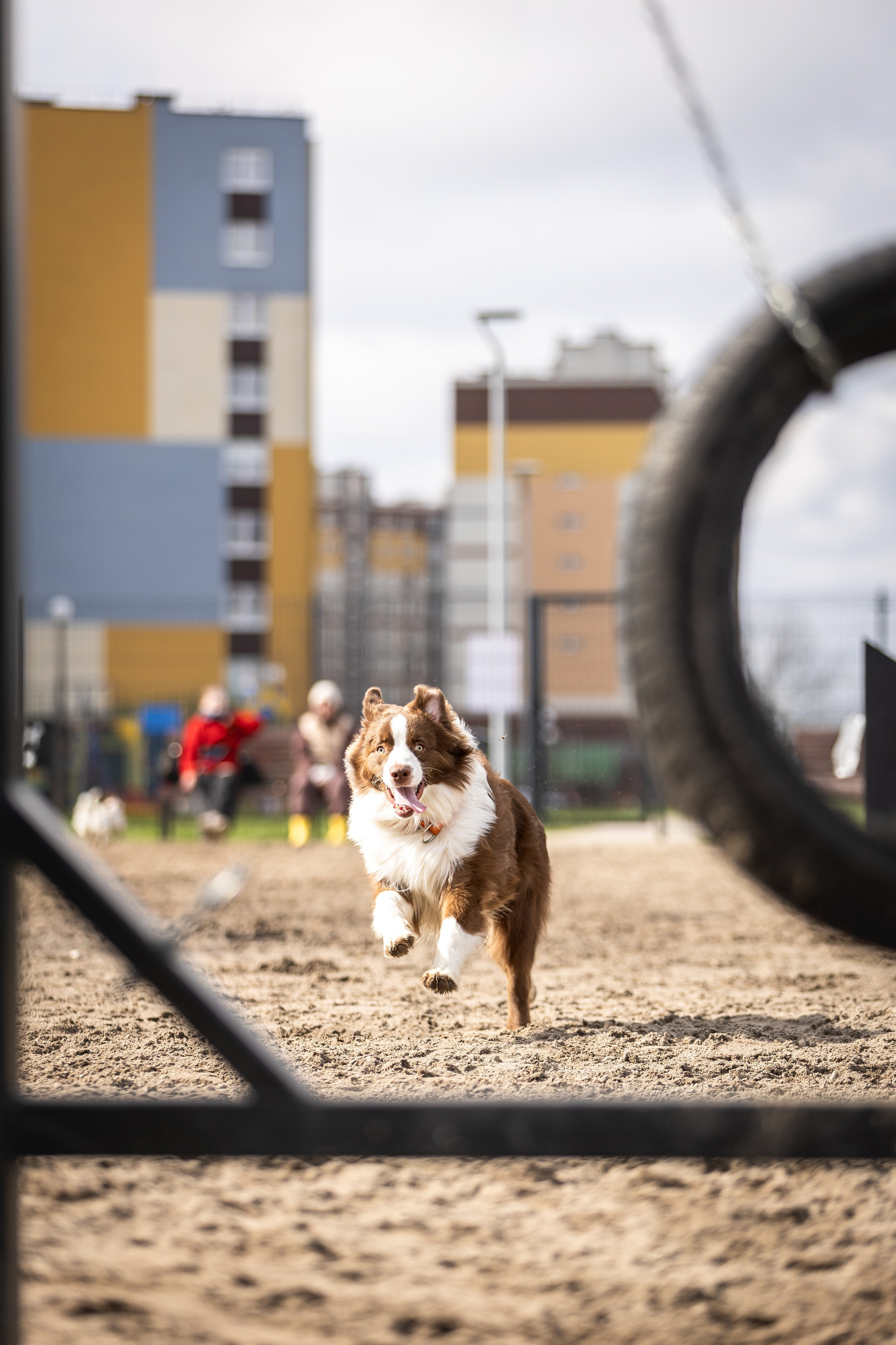 Догтуса 24.03.2024. Ирина Голомб|Фотограф-анималист в  Сочи и Калининграде